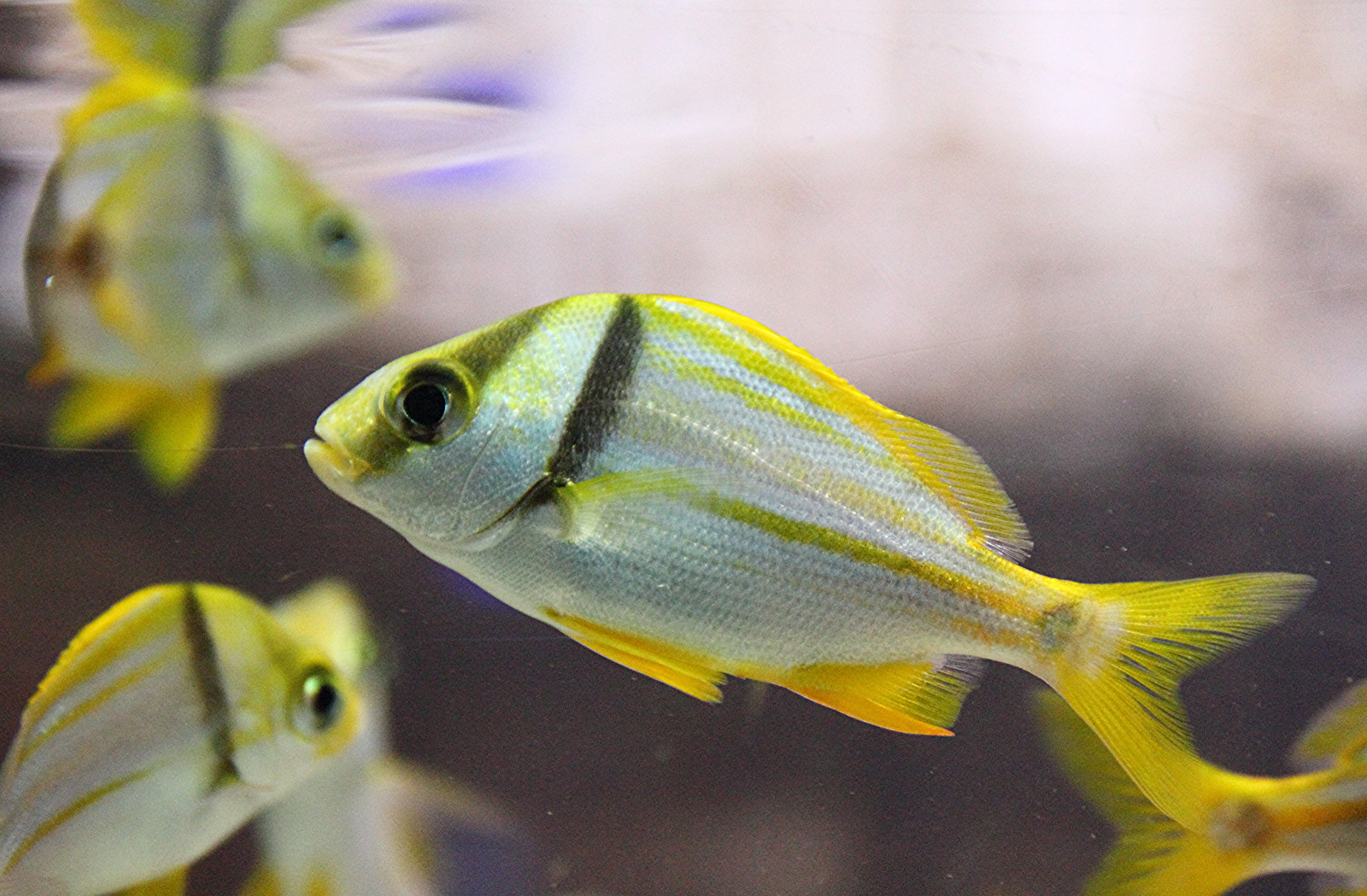 Wallpaper fish, London, water, aquarium, exotic, londonaquarium