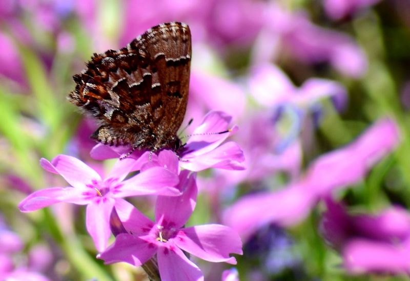fiori,natura,insetto,bokeh,farfalla,lavanda