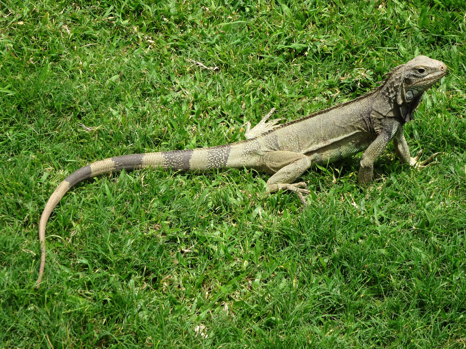 Iguana, tráva, ještěrka