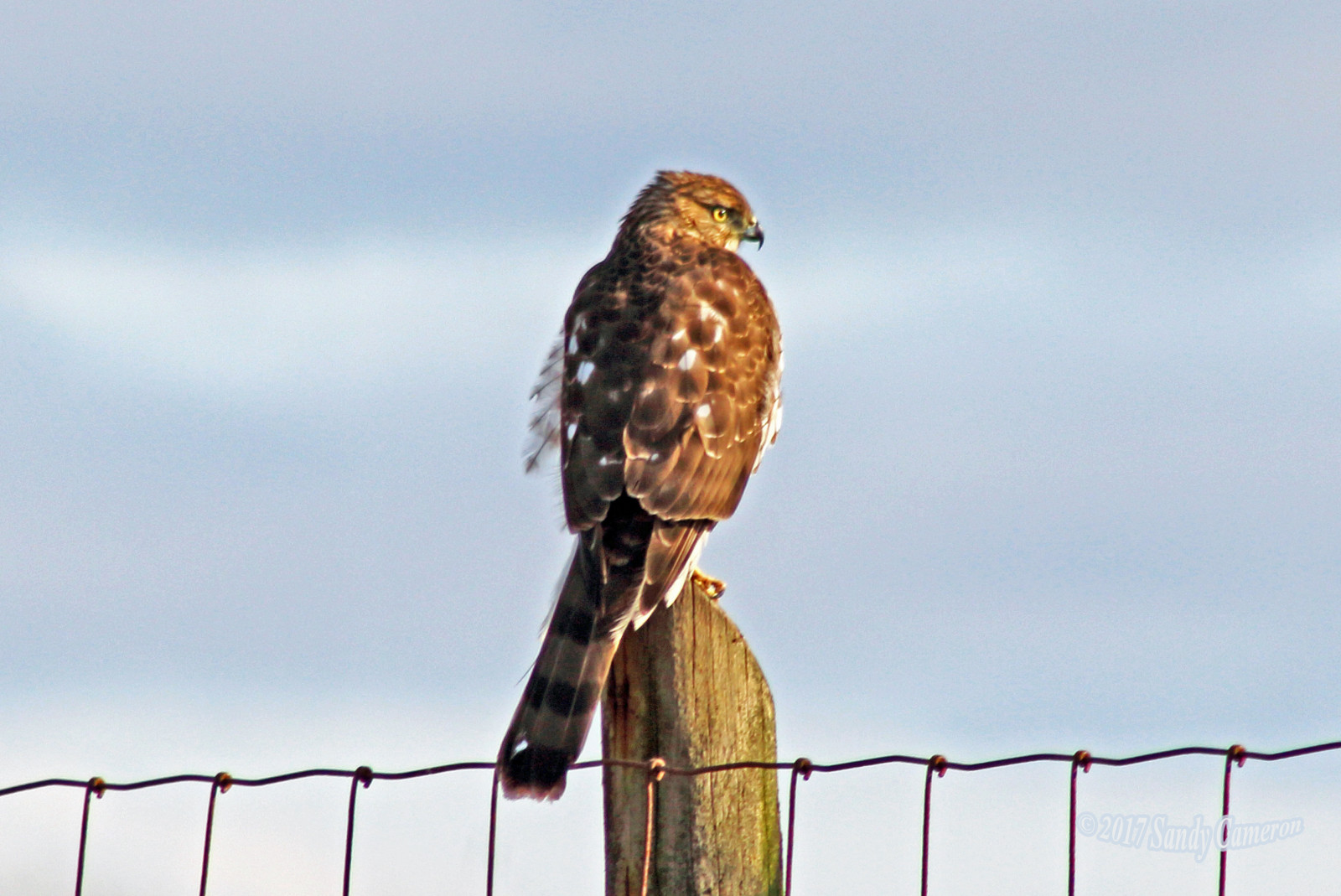 Coopershawk, bednáři, jestřáb, mladistvý, mladý, nezralý, Accipitercooperii, birdofprey, raptor, drát, plot, zveřejnit, Příroda, Volně žijících živočichů, zvíře, pták, ptáčník, birdphoto, birdphotography, wildlifephotography, boundarybay, deltabc, Lower Mainland, před naším letopočtem, Britská Kolumbie, Kanada, canoneosrebelt5, Kánon