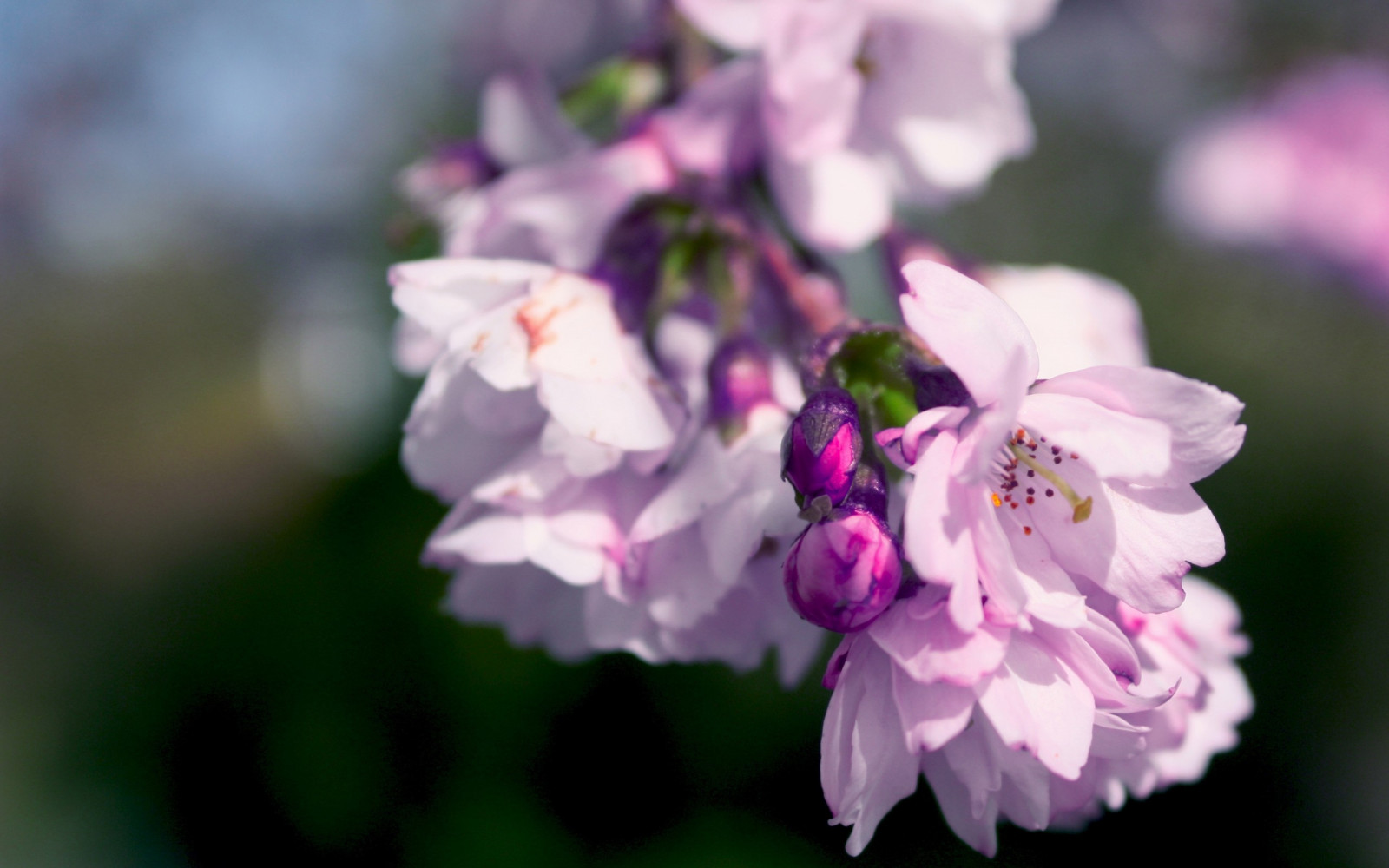 bloemen, bloemblaadjes, roze, lila, tak
