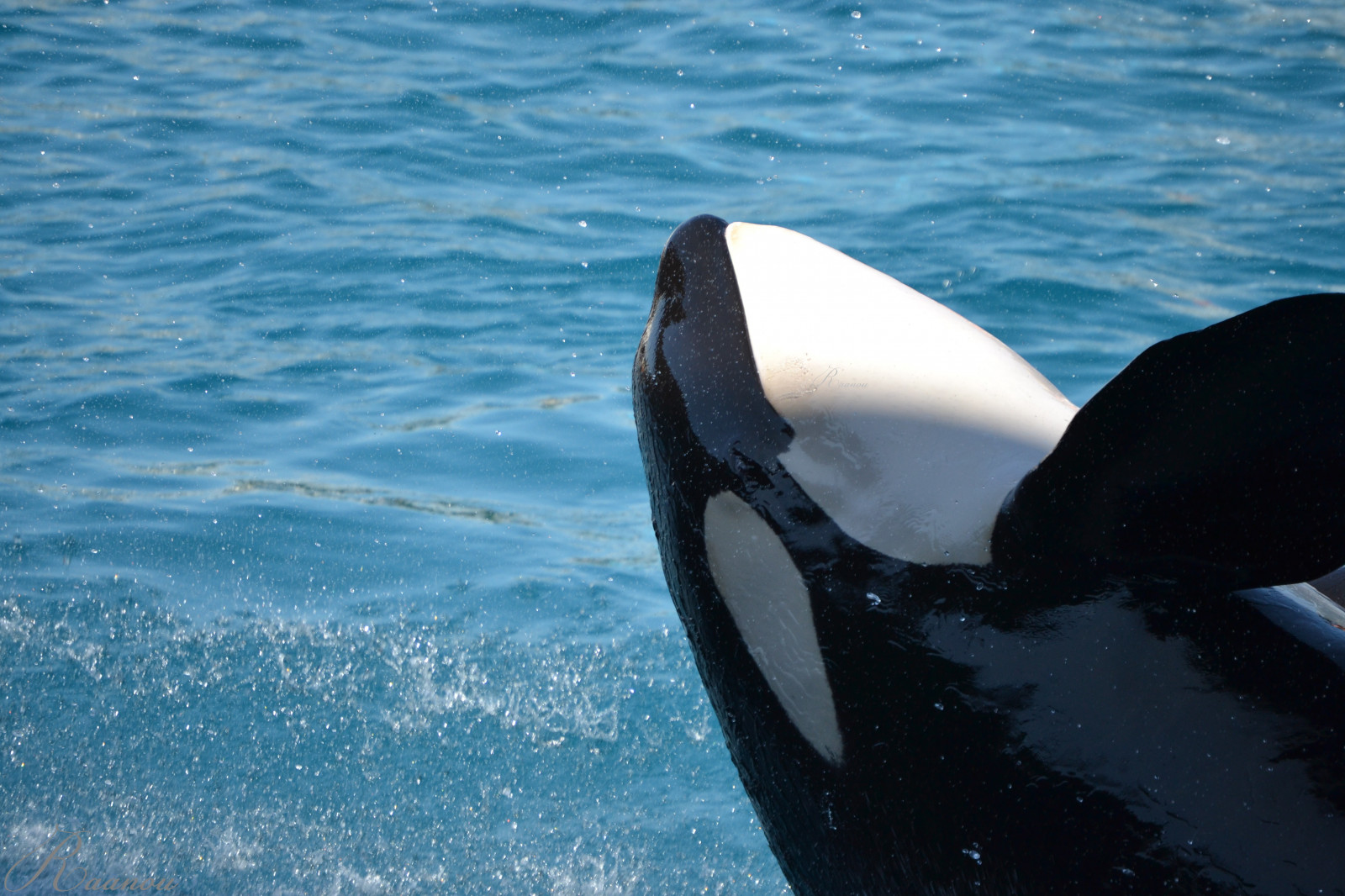 moře, Francie, bazén, zvěř, savec, fotografování, fotografie, Černá bílá, skok, Nikon, eau, fotograf, Photographie, delfín, orca, vodní, animaux, savci, Shamu, nejstarší syn královský, zabijácká velryba, Antibes, Marineland, Freya, kosatky, Orcinusorca, mořští savci, 55200, blackfish, Biganimals, Orque, mammif res, Orques, c tac, epaulard, Zvířatafotografie, D3100, velrybí, raanou