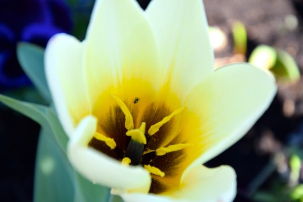flowers, green, blossom, white, photography, yellow