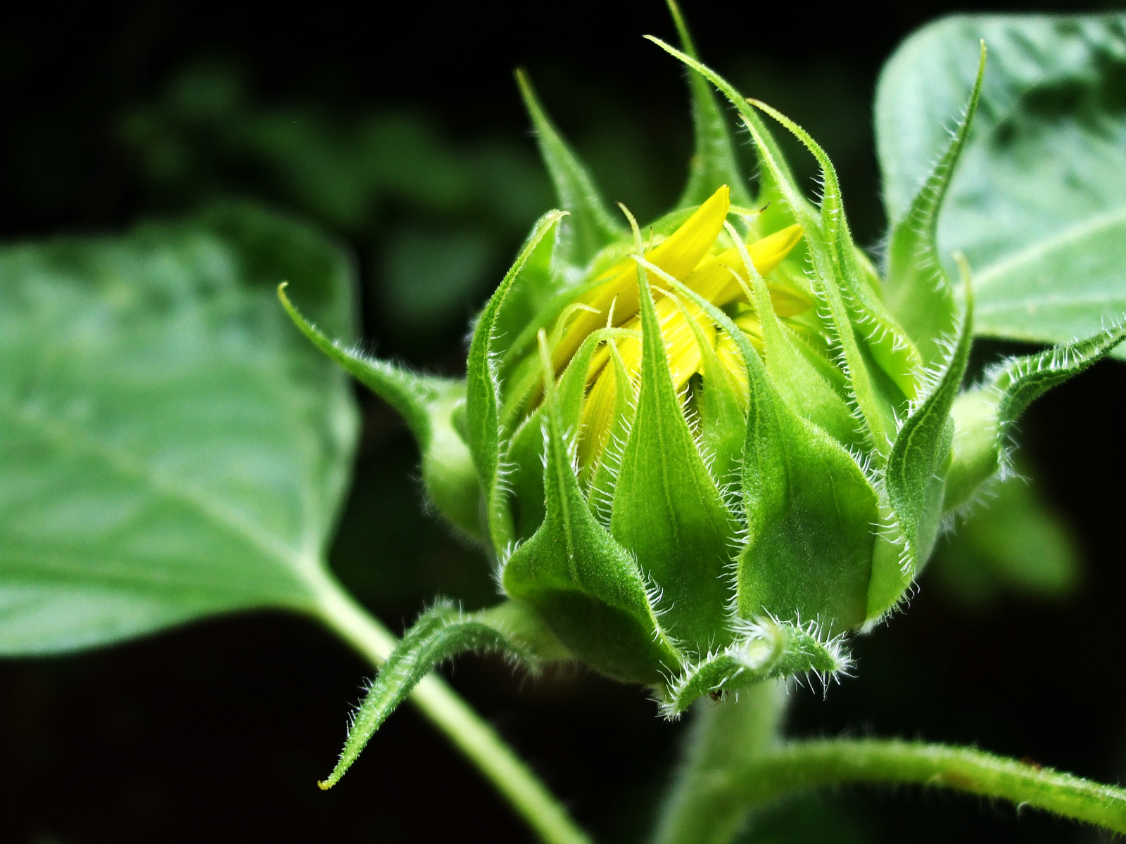 blomst, verde, grøn, natur, gul, blackbackground, blomst, natureza, naturallight, Amarelo, bot o, Mao, knop, 1001nights, bot odeflor, luznatural