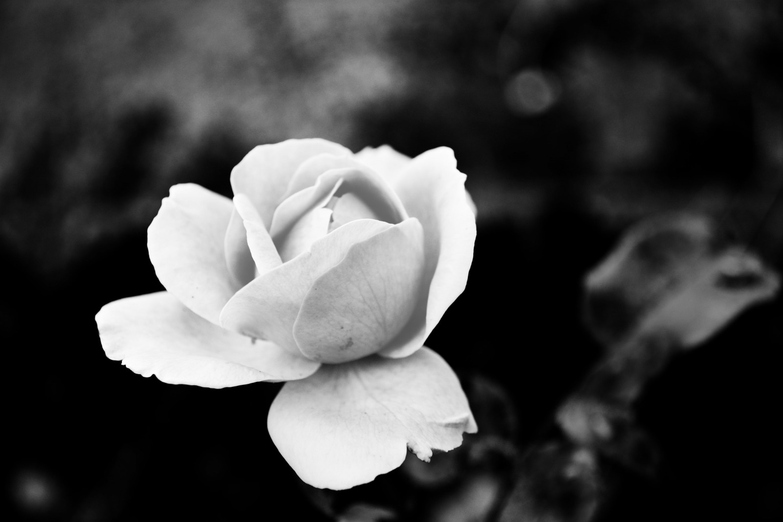 hvid, sort, monokrom, portræt, natur, elsker, himmel, fotografering, Rose, håber, alene, Nikon, blomst, forår, Sola, NIKKOR, blomst, plante, skønhed, bw, flora, særlig, mørke, kronblad, rosa, levende, perfektionere, Bellissima, synes godt om, d5200, amore, computer tapet, sort og hvid, monokrom fotografering, blomstrende plante, tæt på, makrofotografering, stængelplante, stadig liv fotografering, haveroser, rosenfamilien, steg ordre, floribunda, gardenia, searchingperfection, stock photography