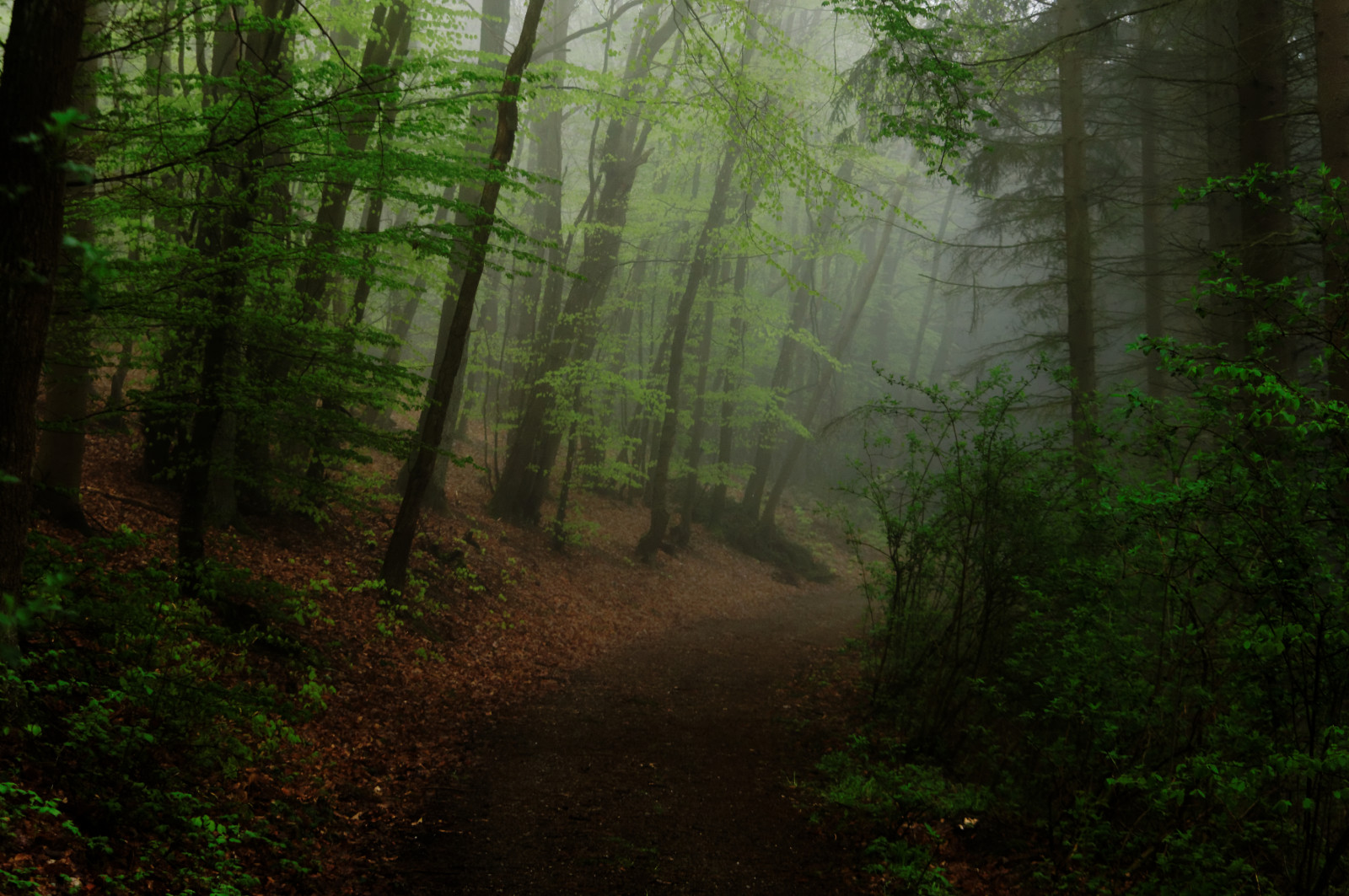 slunečnímu záření, stromy, les, Příroda, zelená, ráno, mlha, divočina, džungle, deštný prales, strom, podzim, mlha, list, tma, Wald, baum, b UME, Snímek obrazovky, Nebel, zálesí, místo výskytu, přírodní prostředí, atmosférický jev, dřevina, geografický rys, ekosystém, mírné jehličnatý les, biome, prales, smíšený les, eifel