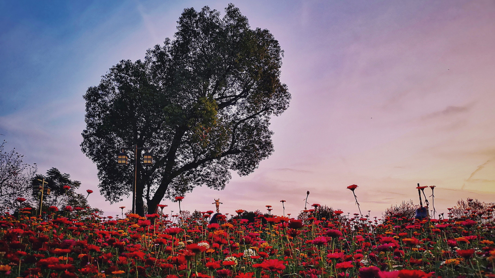 fotografia, China, Wuhan, hzau, huazhong agricultural university, universidade