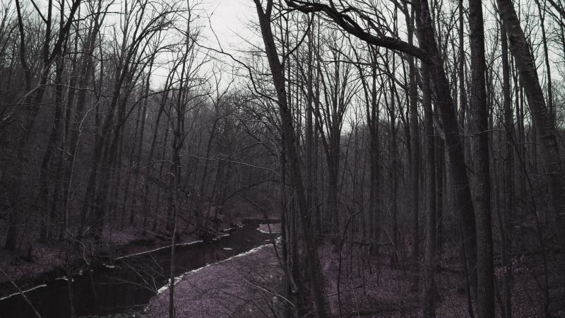 sunlight, forest, monochrome, nature, snow, winter sunlight, forest, monochrome, nature, snow, winter