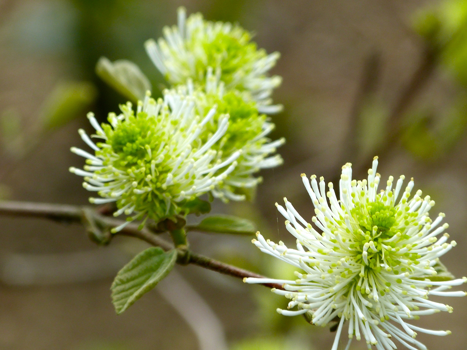 ดอกไม้, ธรรมชาติ, พุ่มไม้, ฤดูใบไม้ผลิ, ดอกไม้, ปลูก, พืช, สวน, Newengland, subshrub