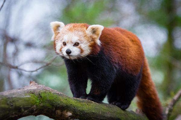 red,gr n,panda,animal,tier,roter