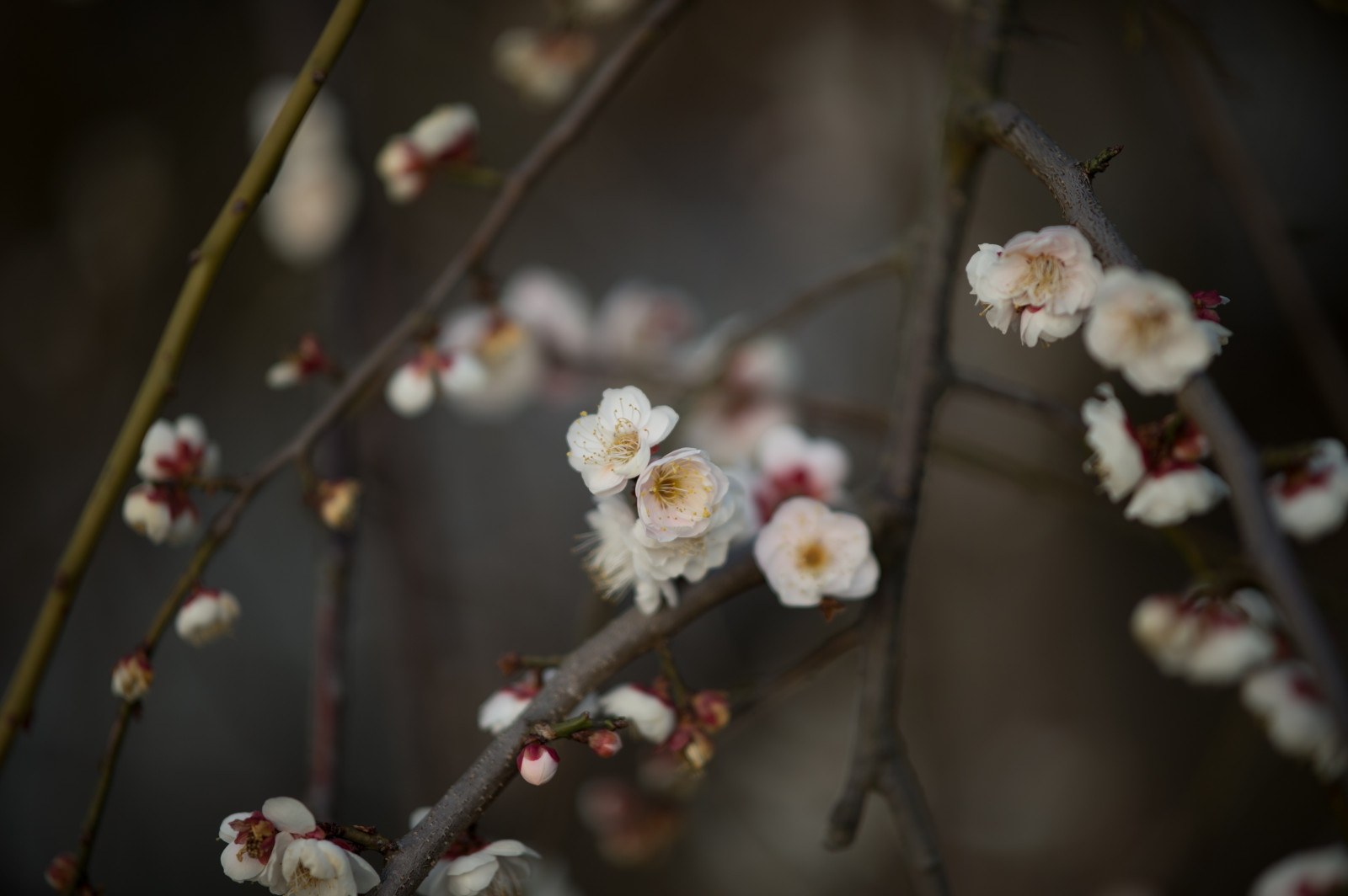 ญี่ปุ่น, สีแดง, การถ่ายภาพ, สาขา, ดอกซากุระ, Nikon, เบ่งบาน, ฤดูใบไม้ผลิ, โตเกียว, Jp, ต้นไม้, nikkor, ฤดูใบไม้ร่วง, ใบไม้, ดอกไม้, ปลูก, ฤดู, อุม, พืช, กลีบดอก, afs105mmf14eed, afsnikkor105mmf14eed, Df, ikegamibaien, ikegami, japaneseapricot, ผลิต, โรงงานที่ดิน, พืชดอก, ใกล้ชิด, การถ่ายภาพมาโคร, ดอกไม้