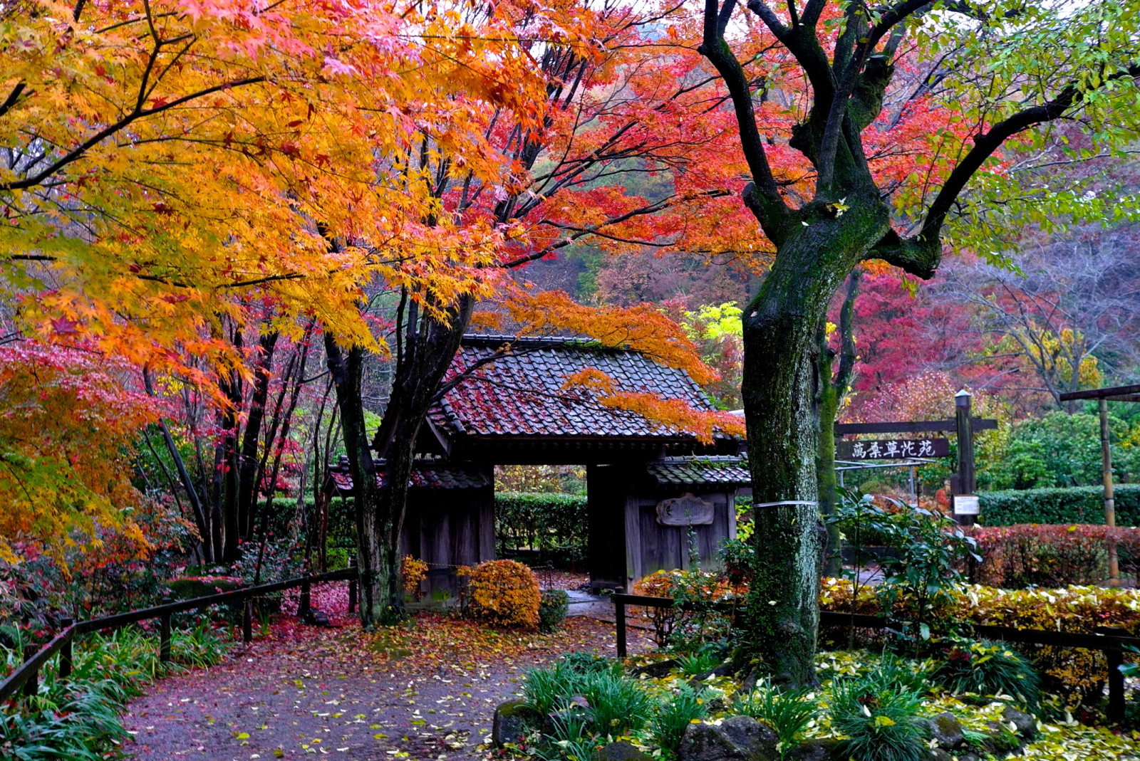 les, podzim, listy, zahrada, park, dřevo, květ, Tokio, pentax, strom, podzim, list, květ, rostlina, sezóna, flóra, autum, sigma, pentaxart, zálesí, botanika, dřevina, javor