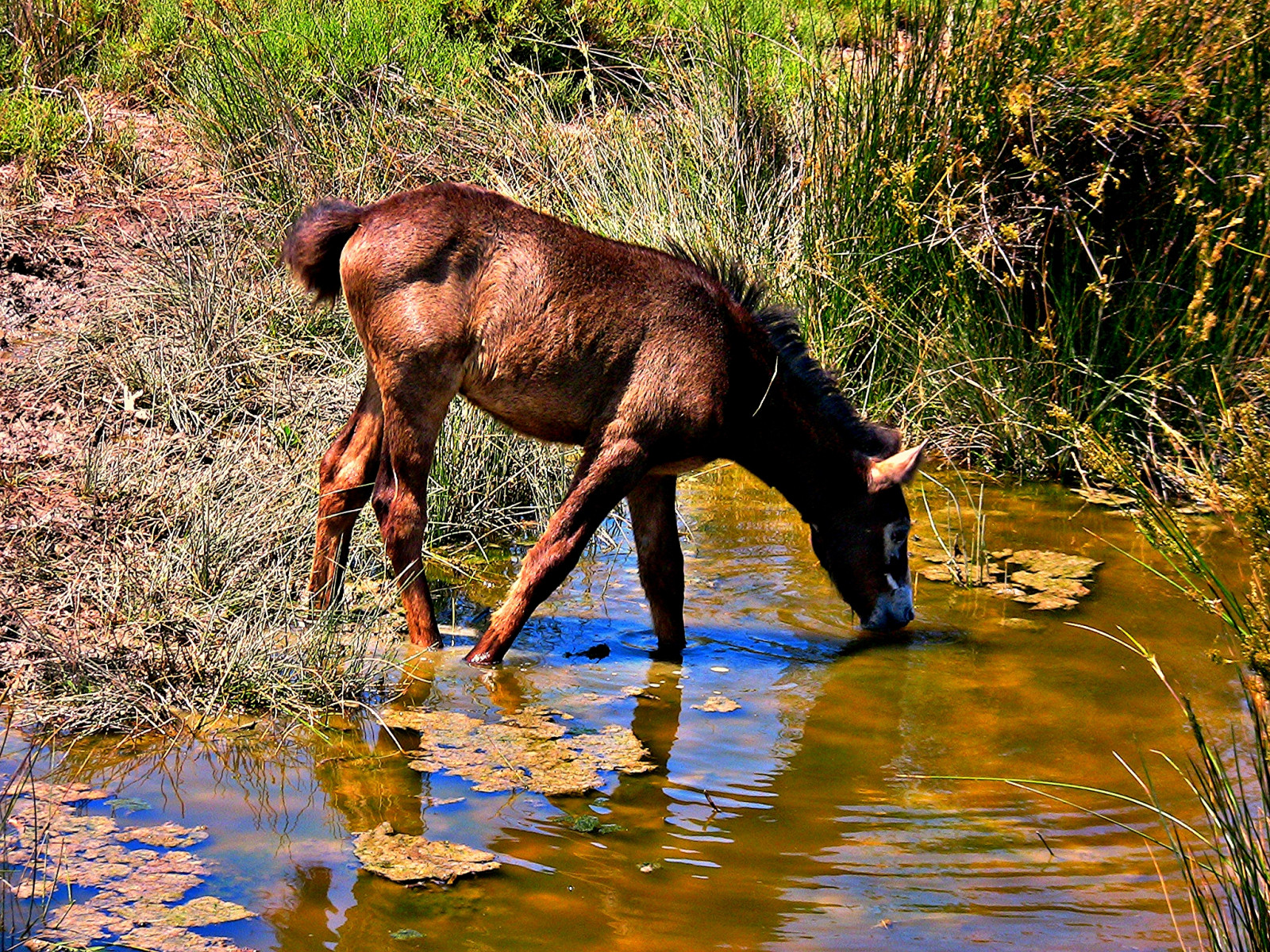 krajina, Jelen, zvěř, stvoření, voda, Příroda, odraz, kůň, tráva, Cestovní ruch, Volně žijících živočichů, los, Francie, divočina, rybník, banka, Los, přírodní rezervace, Provence, strom, zvíře, cestovat, Landschaft, prozkoumat, paisaje, francia, natur, návštěva, fauna, řada, Frankreich, plavby, Urlaub, reisen, roba66, naturalezza, chevaux, kůň, Zvířata, caballo, pferd, camargue, trabalho, franca, Provenca, Fohlen, Camarque, Camarguepferde