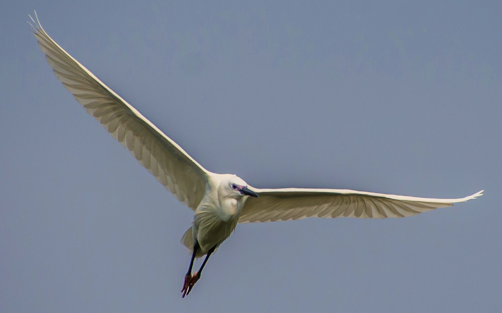 bílý, Příroda, křídla, letící, Volně žijících živočichů, Nikon, život, bokeh, jasný, zobák, Létat, volavka, Let, světlo, barva, NIKKOR, zvíře, hloubka pole, venkovní, pták, divoký, sezóna, volavka, dof, Pírko, racek, mořský pták, křídlo, D7200, obratlovců, egrettagarzetta, Accipitriformes