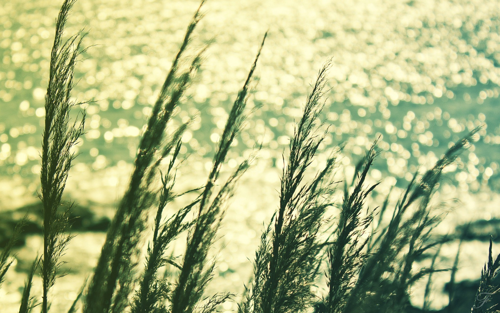 Sonnenlicht, Landschaft, Lebensmittel, Tiefenschärfe, Meer, Wasser, Natur, Gras, Himmel, Pflanzen, Feld, Fotografie, Grün, Morgen, Blume, Wiese, Pflanze, Landwirtschaft, Wiese, Prärie, Ernte, ländliches Gebiet, Landanlage, blühende Pflanze, Nahansicht, Grasfamilie, Pflanzenstamm