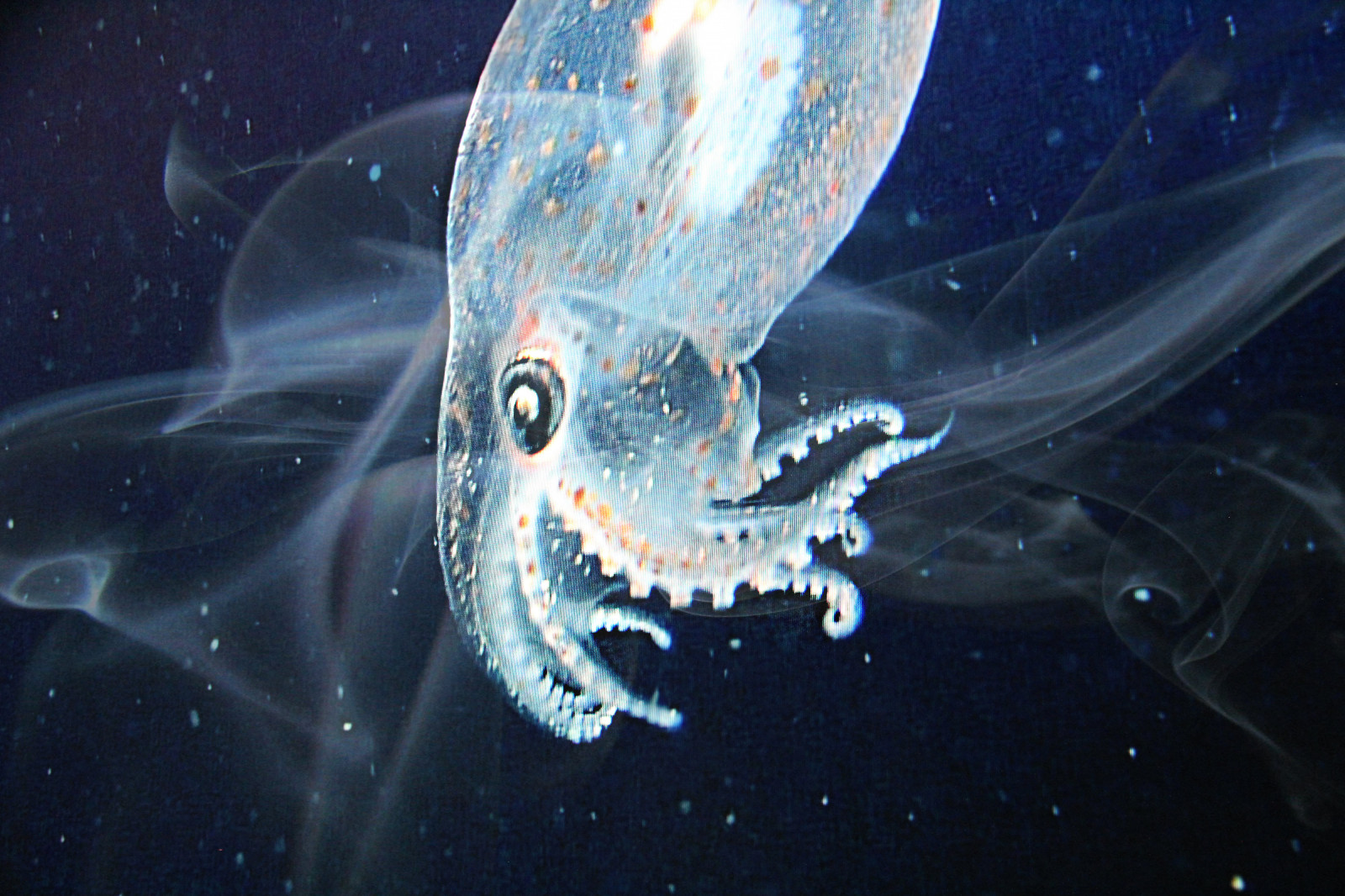 Kalifornie, Ryba, voda, zvíře, nemovitý, záliv, Monterey, zbraně, exponát, oliheň, obchod, průhledný, okázalý, skrýt, chapadla, hlavonožci, Teuthida, marinemolluscs, montereybaywithfamily