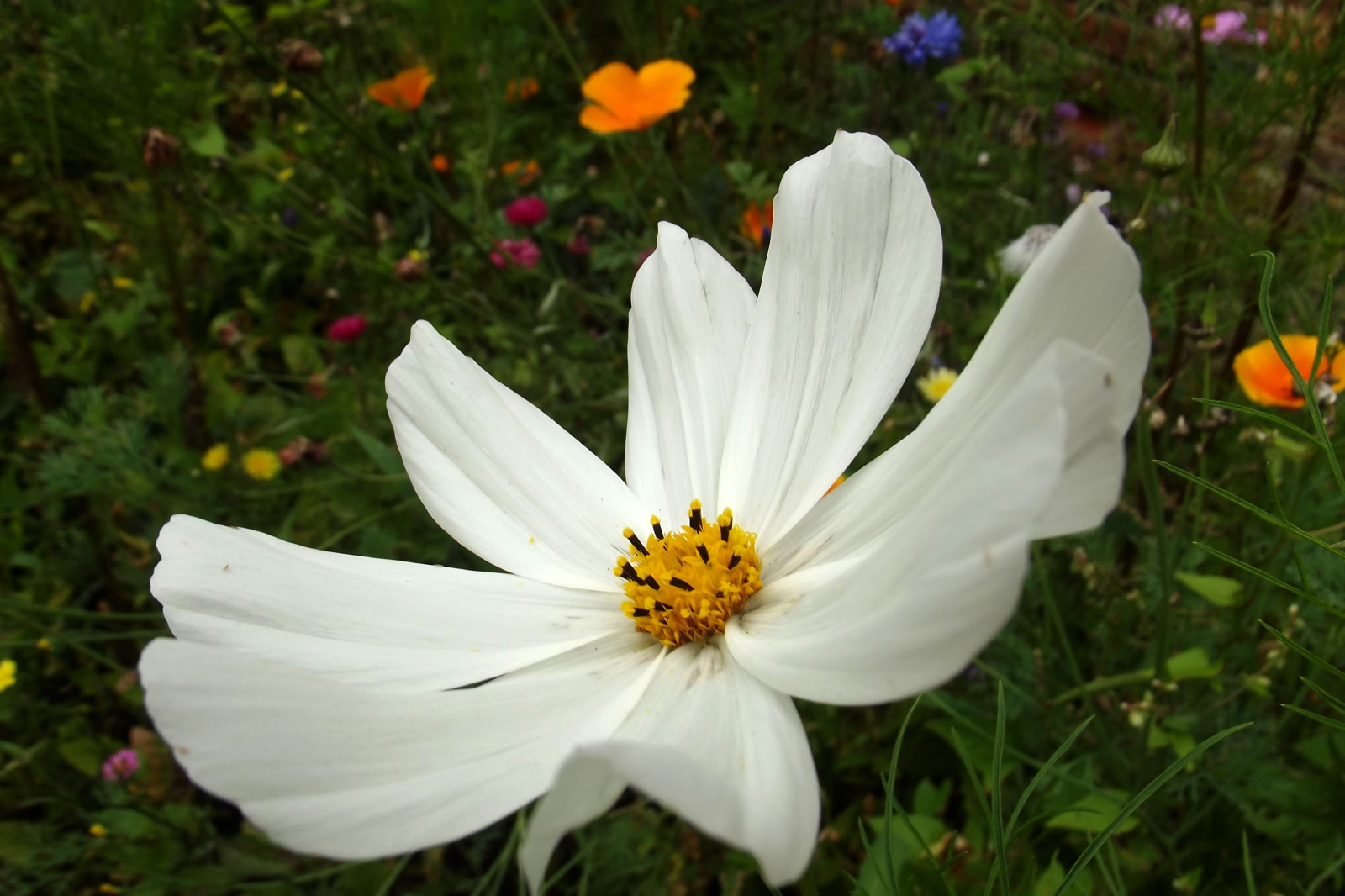 3072x2048 px, blommor, makro