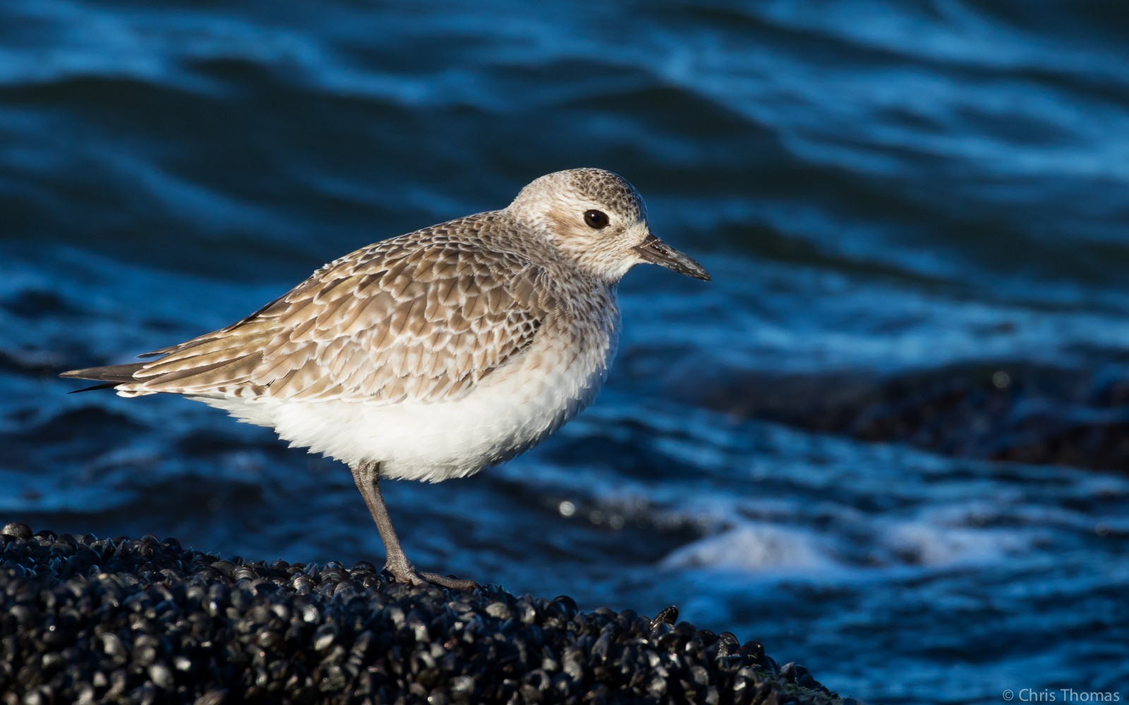 Wallpaper : Gudang barnegatlighthouse, Barnegatlighthousesp