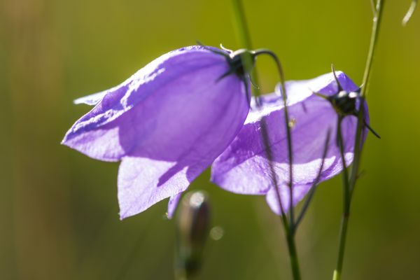 nature, photography, macro, green, blossom, purple