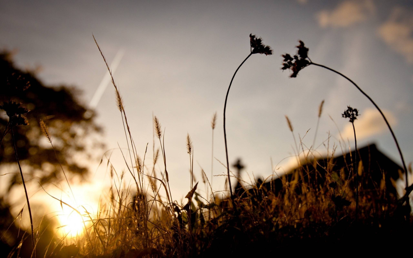 slunečnímu záření, stromy, krajina, západ slunce, Příroda, odraz, tráva, nebe, rostliny, zima, fotografování, silueta, makro, větev, svítání, večer, ráno, slunce, soumrak, světlo, mrak, strom, podzim, list, květ, rostlina, sezóna, tma, 2560x1600 px, atmosférický jev, dřevina, tráva rodina