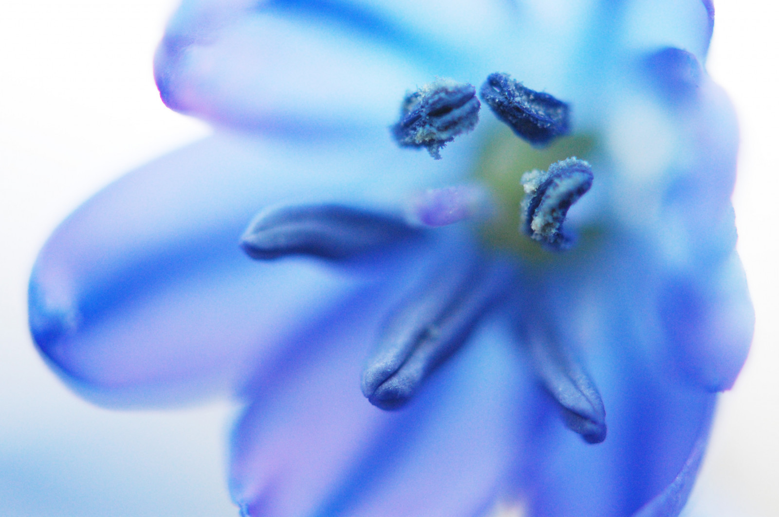 vand, natur, violet, tæt på, makro, blå, blomst, bokeh, forår, venner, Maine, April, blomst, flor, mygearandme, dråbe, Scilla, kronblad, anawesomeshot, naturesfinest, Bej, abigfave, SOE, tripleniceshot, onlythebestofnature, photographyrocks, mywinners, 20mm, goldstaraward, 4tografie, macromarvels, dragondaggerphoto, tæt på, makrofotografering, stængelplante, organisme, beyondbokeh, extensiontube, lyseblå, kobolt blå, tenantsharbor, scillasiberica
