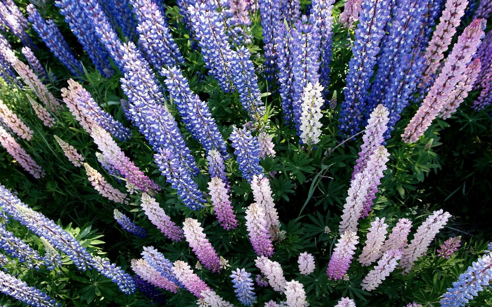 květiny, zahrada, letní, levandule, bylina, lupiny, květ, rostlina, flóra, záhon, divoká rostlina, botanika, suchozemská rostlina, kvetoucí rostlina, lupina, angličtina levandule, francouzské levandule, byliny, Hyssopus, Lavandula dentata