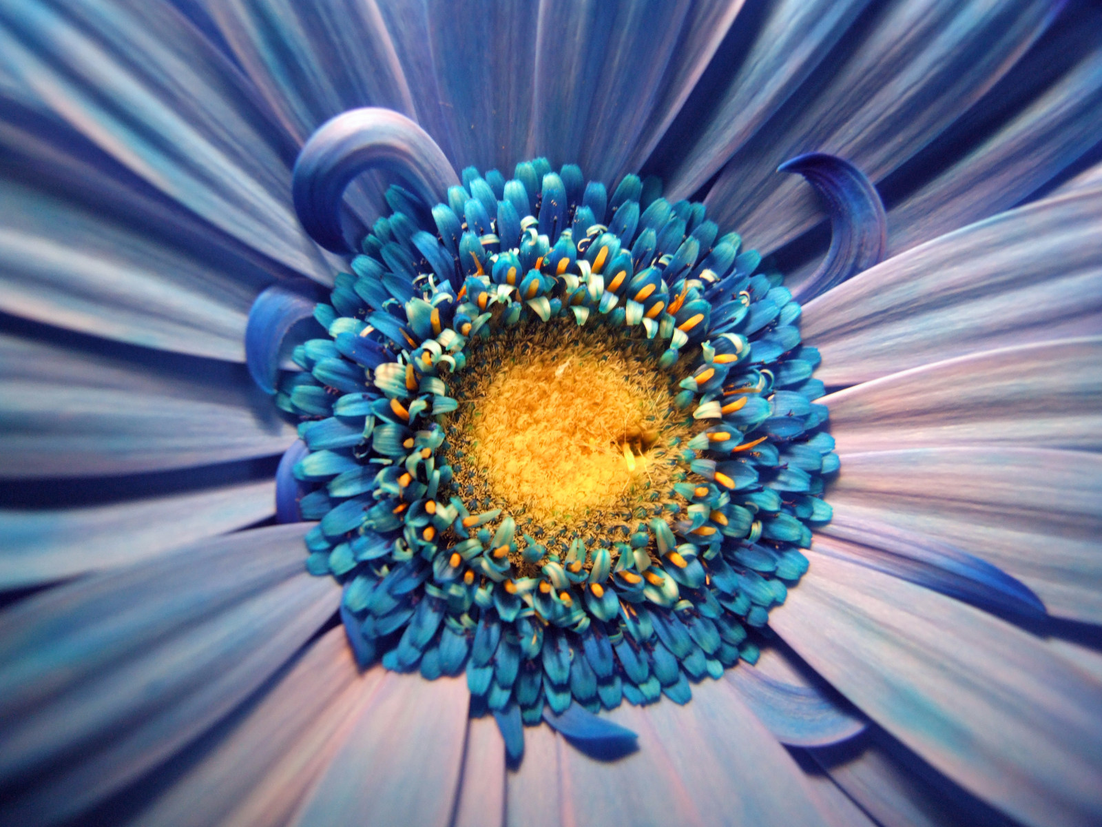 Příroda, kůň, makro, symetrie, modrý, pyl, Island, Sedmikráska, Dědictví, zvíře, jezdectví, květ, jezdit, flóra, okvětní lístek, flickrunitedaward, naturesfinest, abigfave, theperfectphotographer, colorphotoaward, thisphotorocks, selectbestfavorites, počítač tapeta, fraktální umění, zblízka, makro fotografie, daisy rodina, organismus, gerbera, astra, fench, sedlo, Konni27