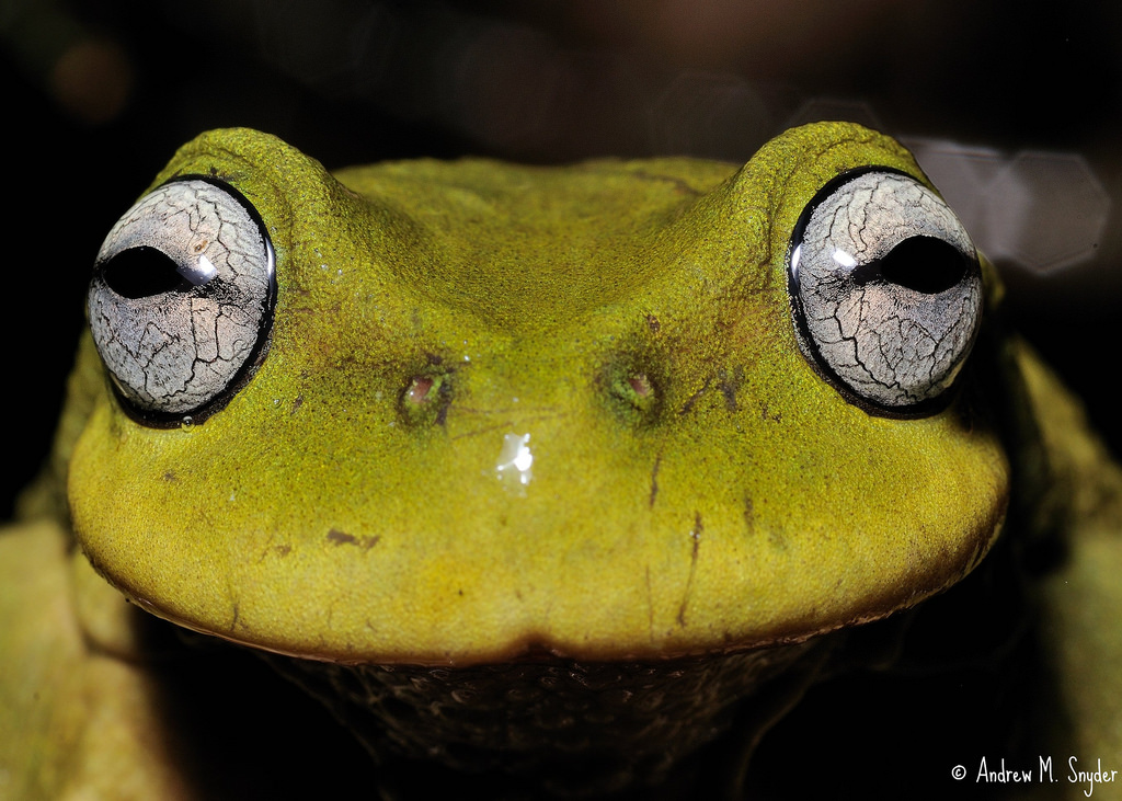Ranidae, ropucha, obojživelník, žába, skokan volský, Rosnička, terrestrial animal, zblízka, makro fotografie, fauna, organismus, čenich
