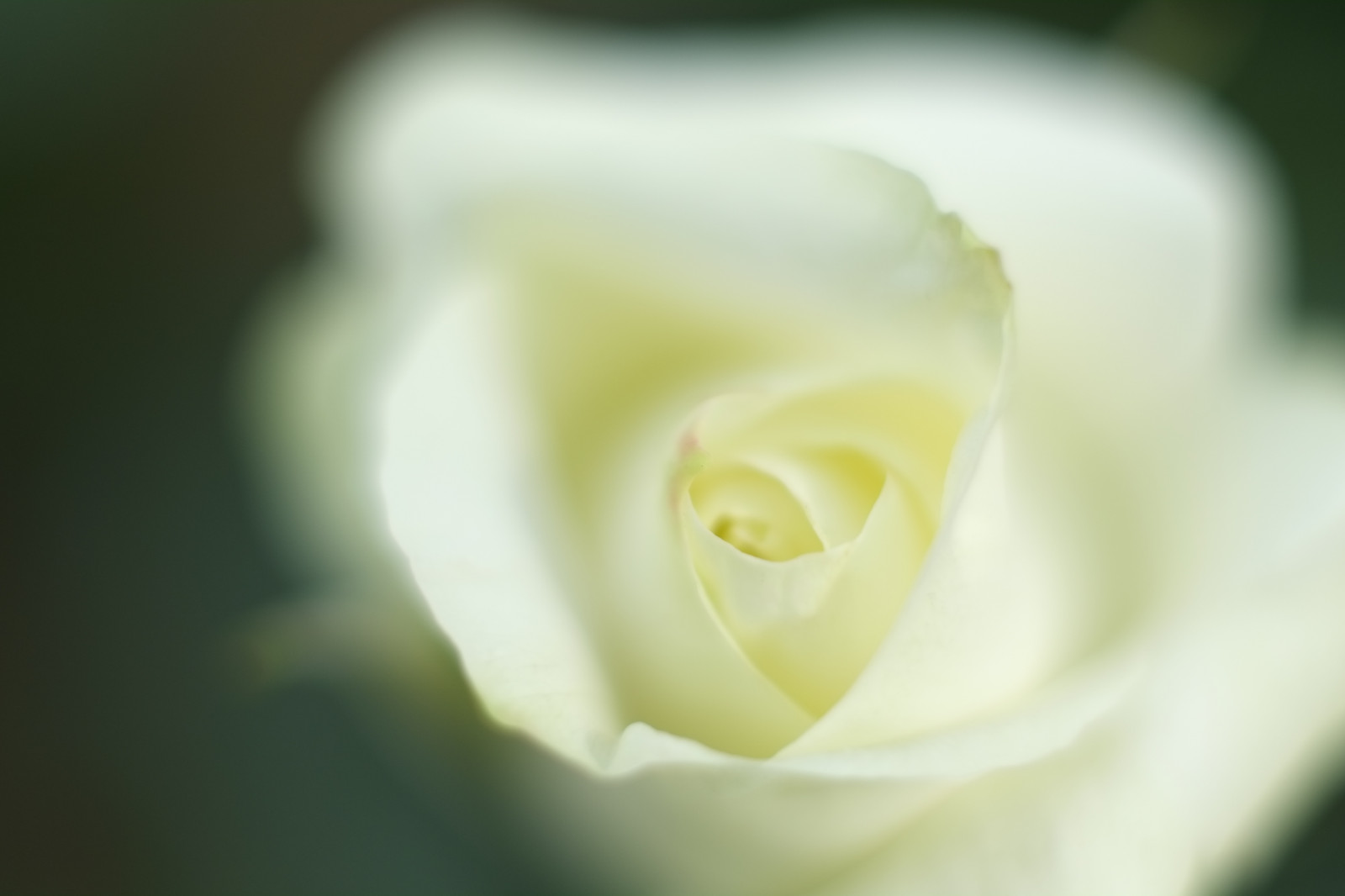 bílý, fotografování, zelená, žlutý, růže, květ, Tokio, Fujifilm, květ, rostlina, flóra, okvětní lístek, Fujinon, Shinjuku, xpro1, xf, xf35mmf14r, x, shinjukugyoen, xf35mm, mcex, mcex11, suchozemská rostlina, kvetoucí rostlina, zblízka, makro fotografie, závod stonek, růže rodina