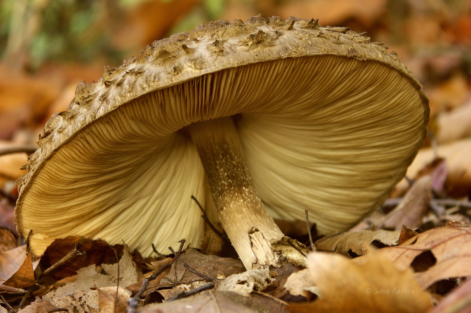 fungo, fungo, Agaricaceae, fungo commestibile, Agaricus, agaricomycetes, porcini, fungo medicinale, ostrica fungo, pleurotus eryngii, russula integra, funghi champignon, bolete, agarico, shiitake, terrestrial animal, matsutake, staminali vegetali