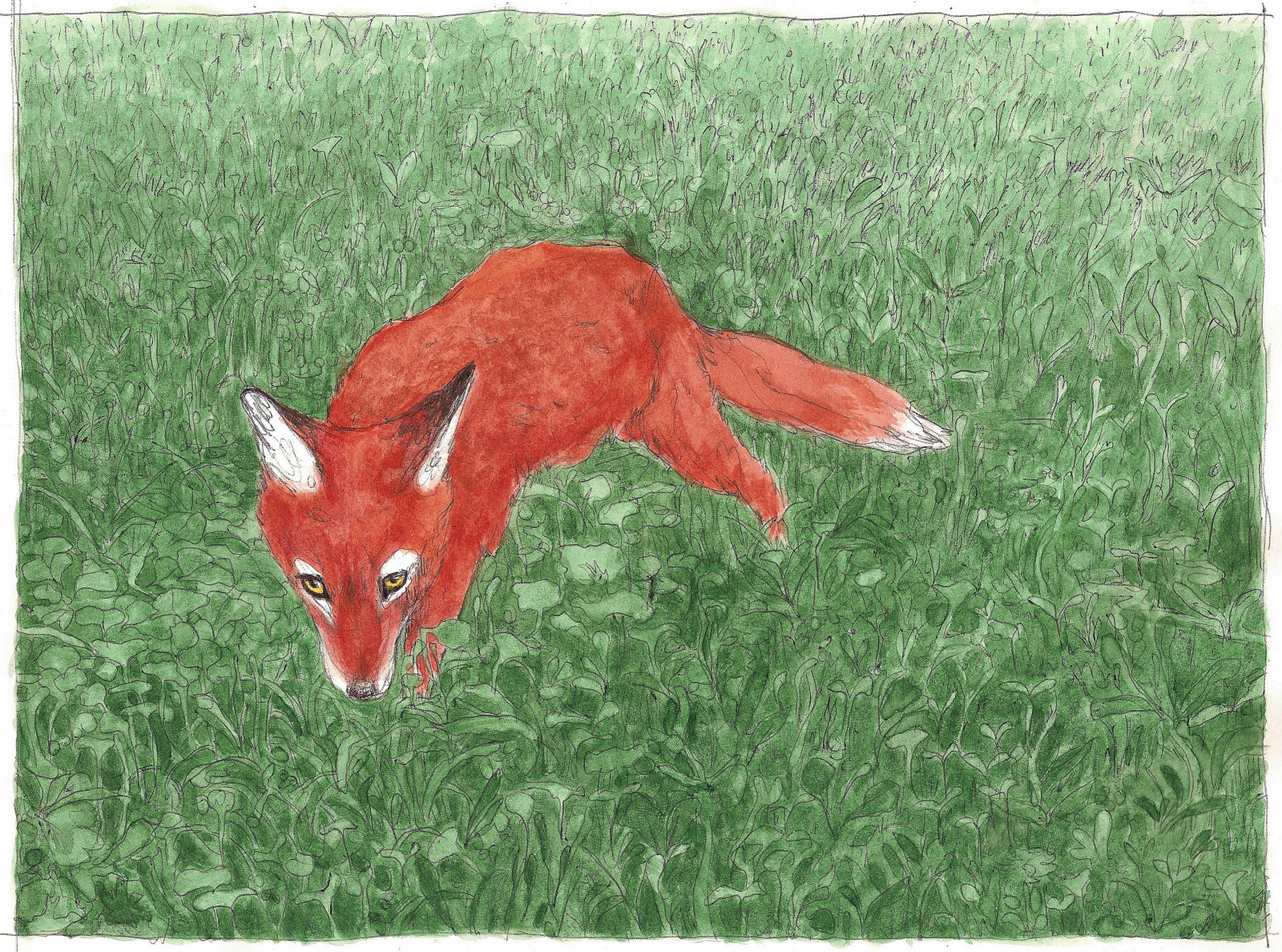 výkres, malování, ilustrace, liška, fauna, savec, červená Liška, vodové barvy, bicpen, mlewandowski