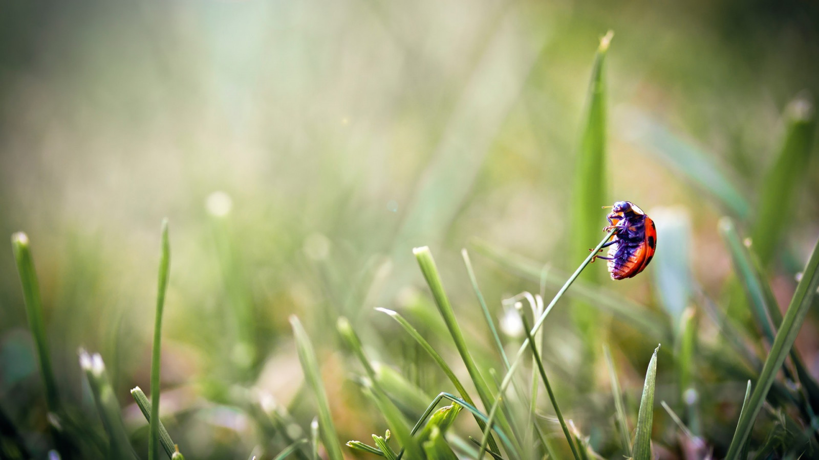 slunečnímu záření, Příroda, tráva, fotografování, makro, hmyz, zelená, slunéček, rosa, list, květ, rostlina, flóra, louka, divoká rostlina, trávník, počítač tapeta, suchozemská rostlina, kvetoucí rostlina, zblízka, makro fotografie, tráva rodina, závod stonek, vlhkost