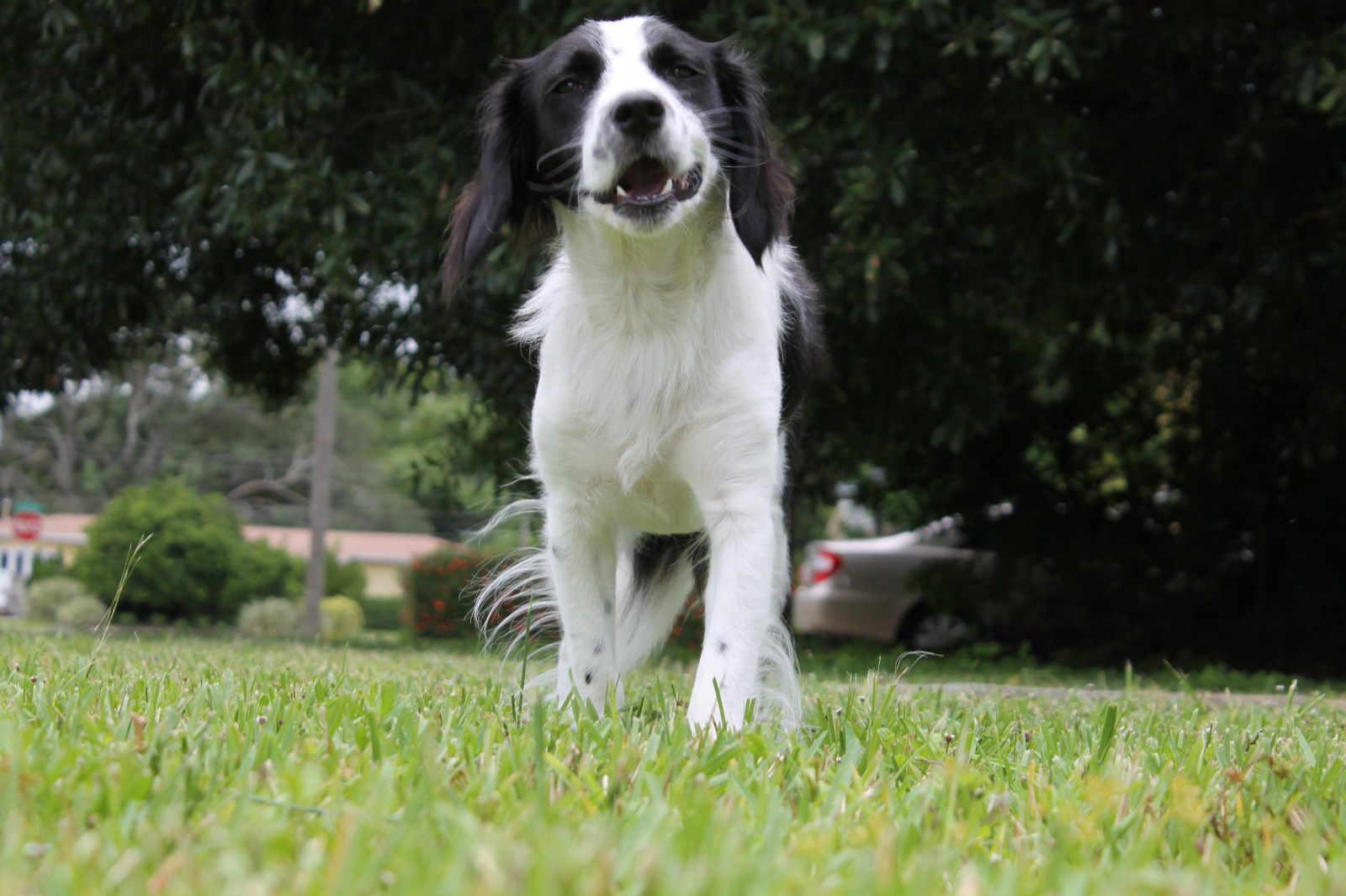cane, cuccioli, Border collie, Beagles, mammifero, 4272x2848 px, vertebrato, cane come mammifero, carnivoran, setter, spaniel, cane di razza, Landseer, Stabyhoun, inglese springer spaniel, Drentse patrijshond
