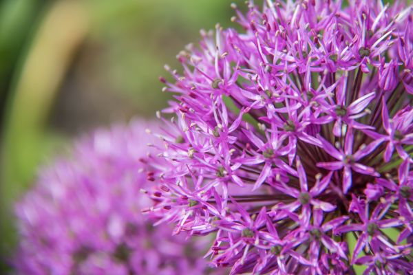 blossom,herb,flower,plant,flora,malmo