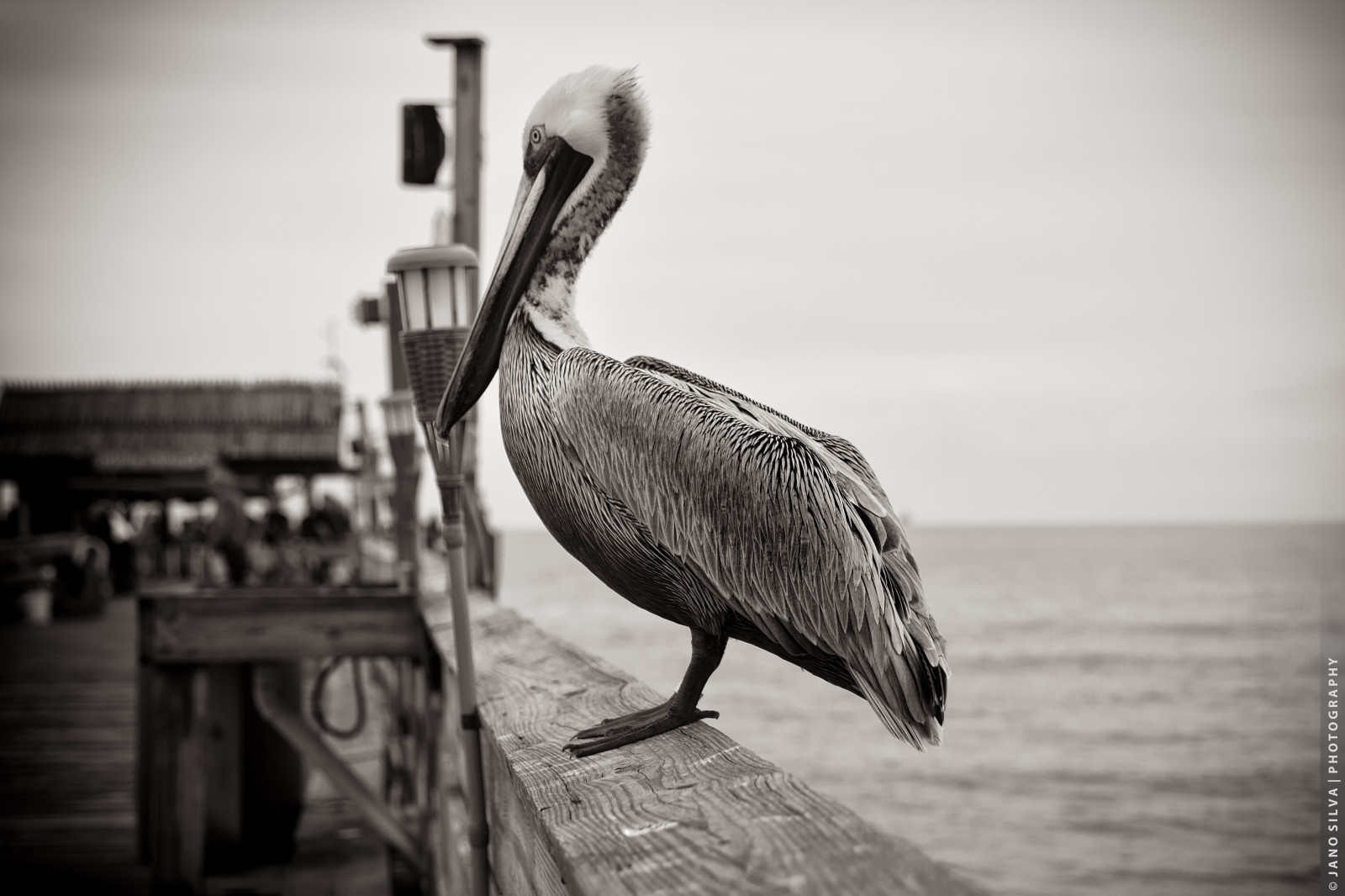 นก, สัตว์, ขาวดำ, น้ำ, ธรรมชาติ, การถ่ายภาพ, ชายหาด, Canon, ท่าเรือ, ปาก, ฟลอริด้า, วันหยุด, tamron, นก, มหาสมุทร, นกกระทุง, nik, ทะเล, 550d, t2i, ดำและขาว, ถ่ายภาพขาวดำ, silverefex, fl, pelecaniformes, cocoabeach