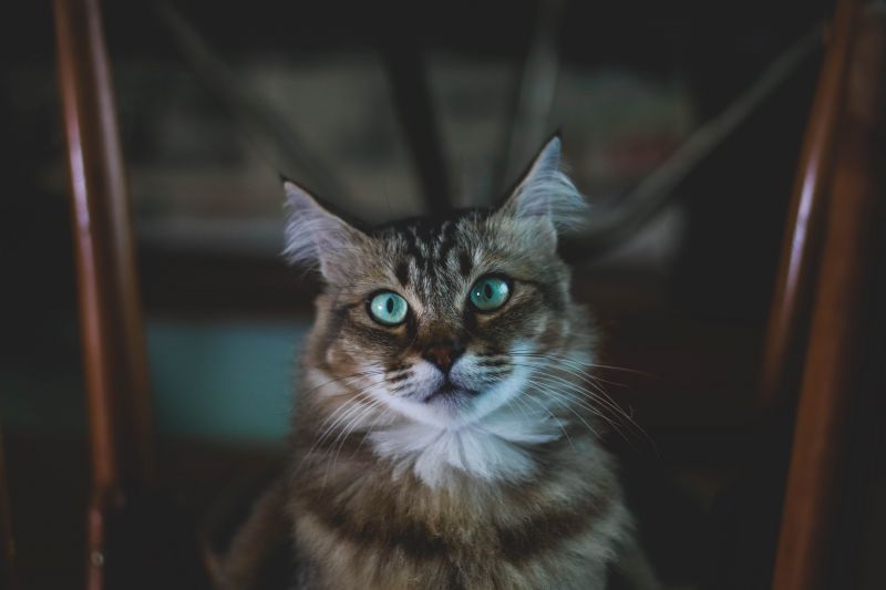 gatto,museruola,soffice,dagli occhi blu