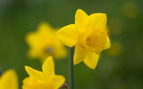 yellow,petals,flower,plant,photography,narcissus