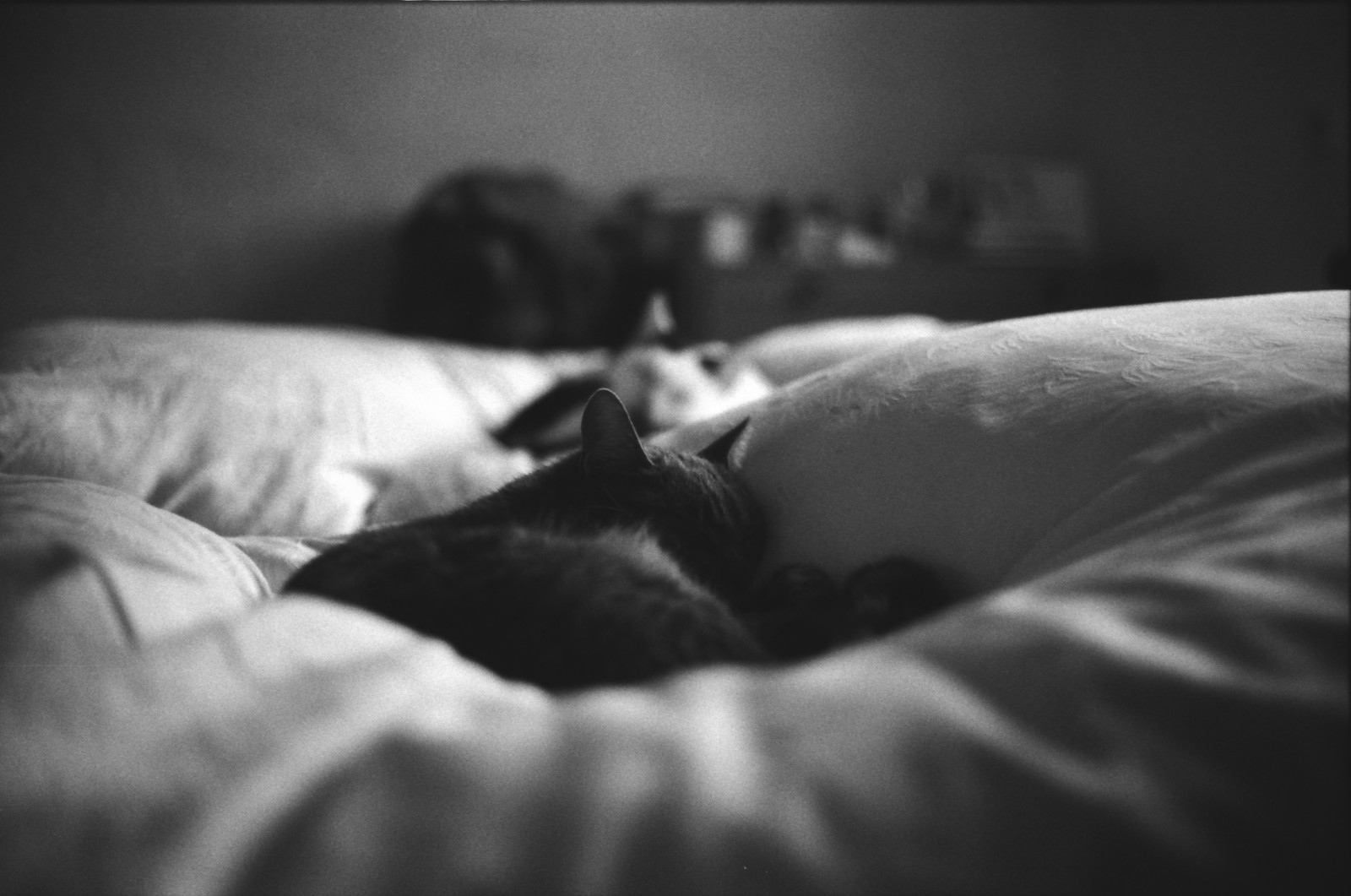 ishootfilm, 400, GT, 35, Ilford, Yashica, ยิ้มแย้มแจ่มใส, 35gt, yashica35gt