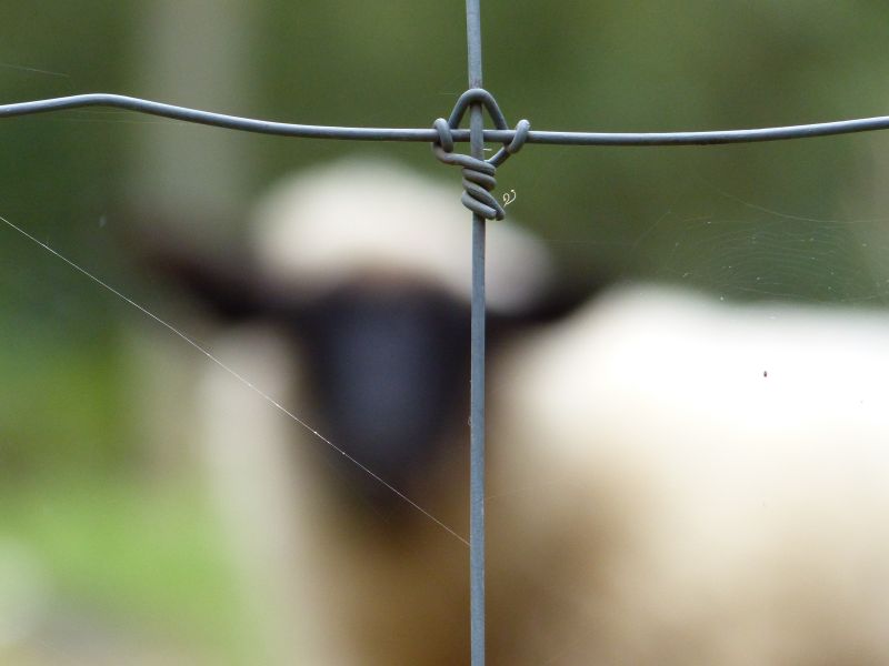 kerítés,víz,rovar,huzal,juh,háló