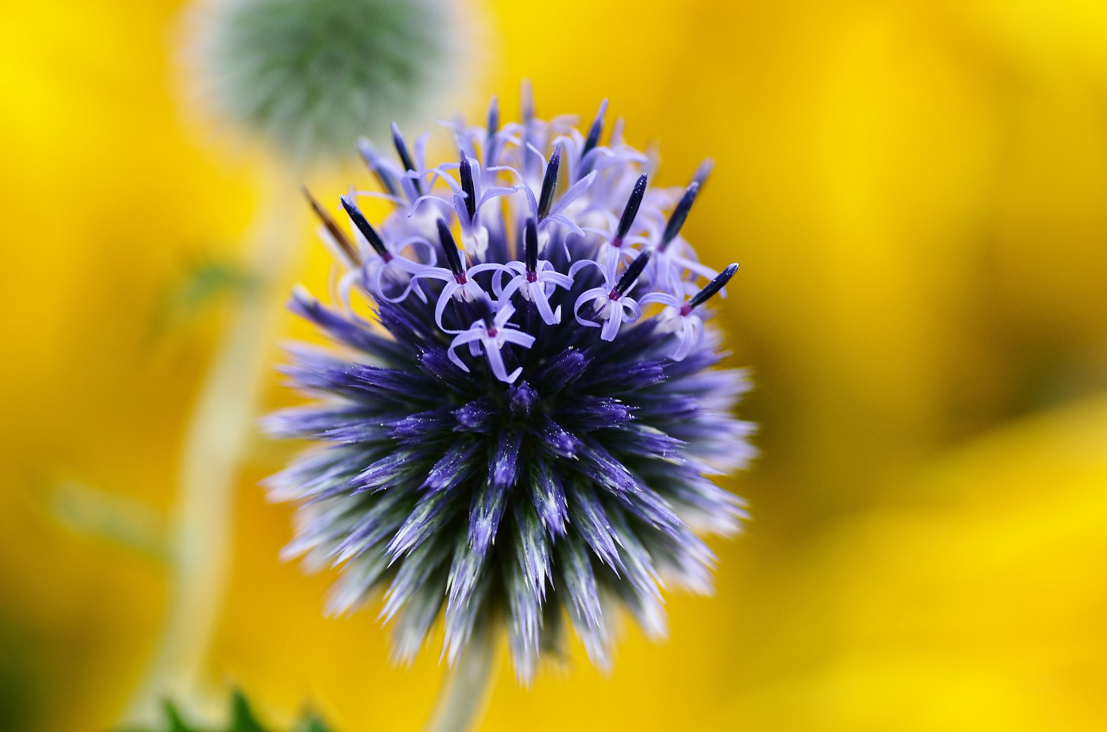Wallpaper Japan, garden, nature, yellow, Nikon, flower, flora, petal