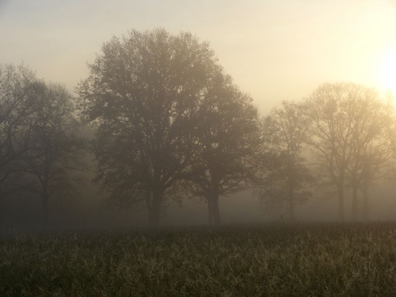 la nature,lumière du soleil,des arbres,paysage,forêt,colline