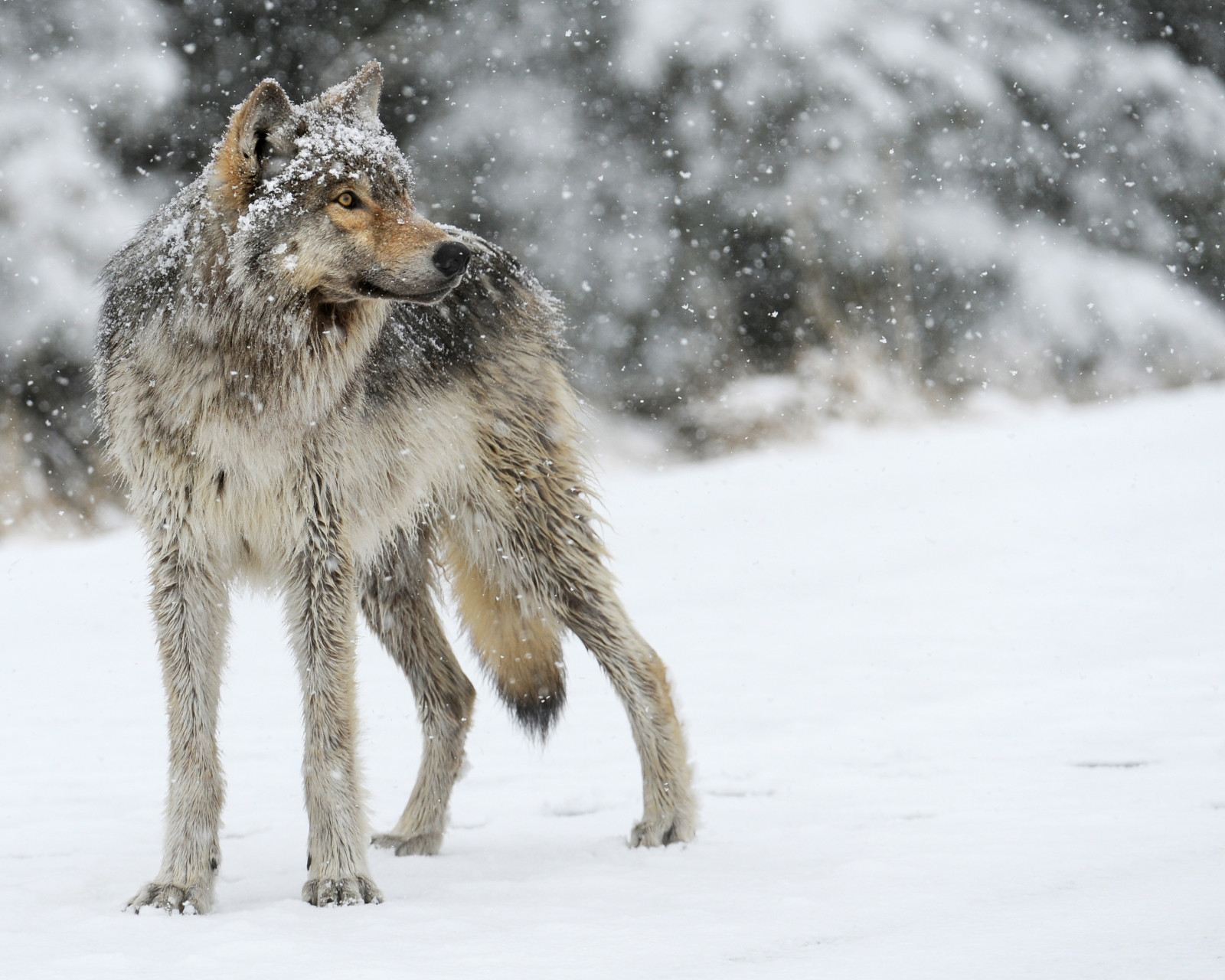 Winter Predators Wallpaper : wolf, snow, winter, predator 2960x2368 - 4kWallpaper ...