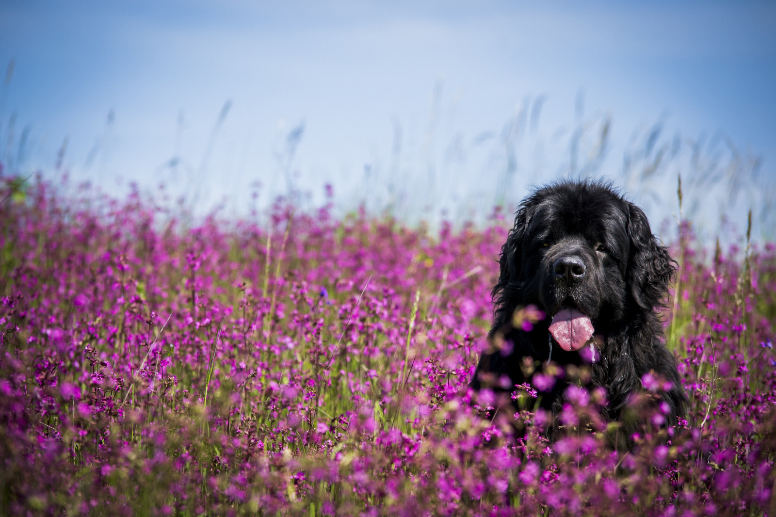 Wallpaper animals, grass, field, flower, plant, meadow, dog like
