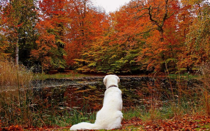 dyr, natur, hund, skog, tre, høst dyr, natur, hund, skog, tre, høst