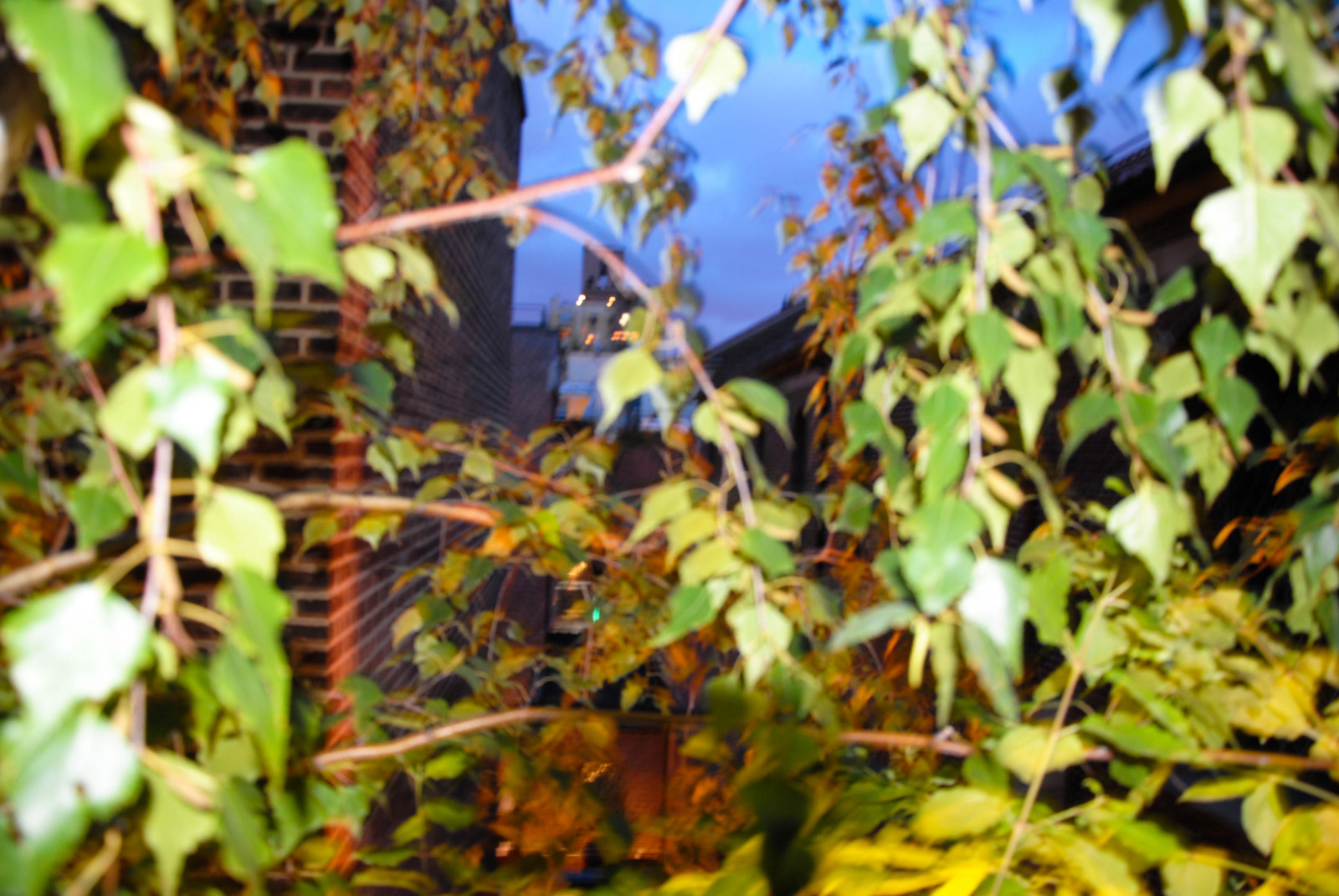 Sonnenlicht, Garten, die Architektur, Natur, Park, Ast, Grün, Tierwelt, Dschungel, Manhattan, Baum, Herbst, Blatt, Blume, Pflanze, Jahreszeit, New York, Flora, Fleischverpackung, Railline, Westseite, Highline, öffentlicher Park, Fauna, Wald, Botanik, Landanlage, blühende Pflanze, Holzige Pflanze, Strauch