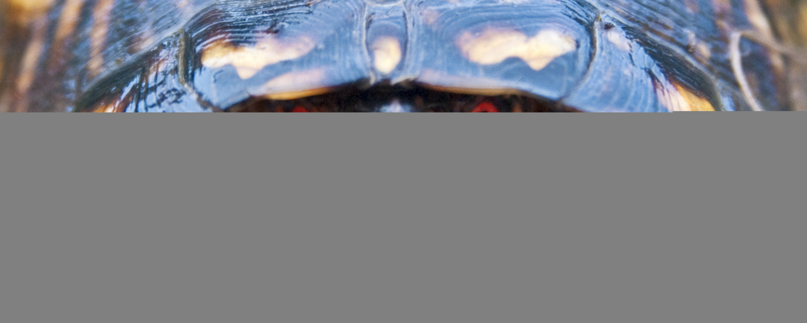 Červené, oranžový, Studený, makro, zelená, oko, Příroda, zvíře, žlutý, detailní, Georgia, 50mm, oči, lesklý, mír, pentax, box, želva, plaz, Volně žijících živočichů, skořápka, sigma, přistát, žák, terrapene, PSE, zprostředkování, photoshopelements, pentaxk10d