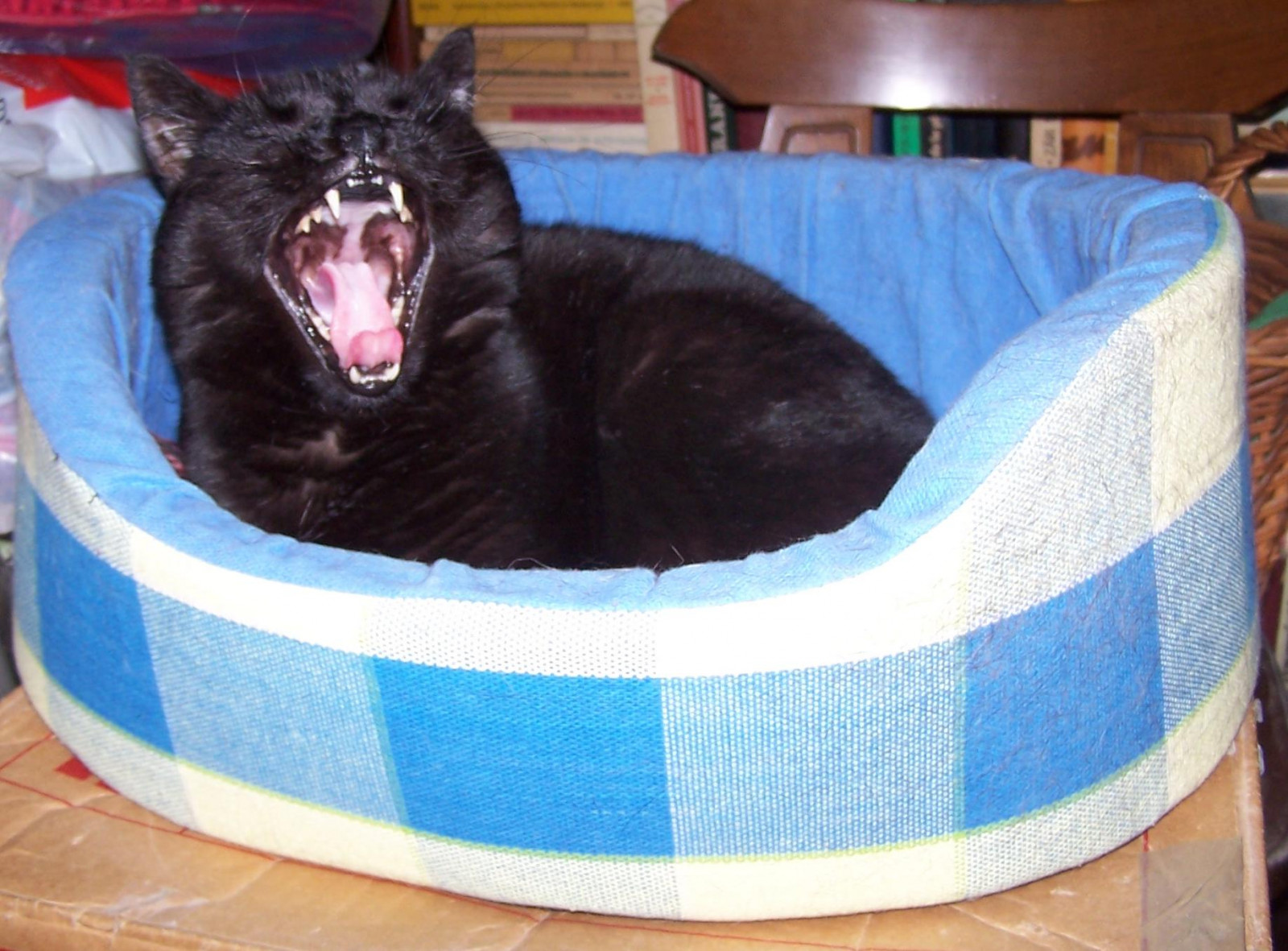 kočky, kočka, povídání, povídat si, koťata, gatos, gato, gatto, Katzen, Gatti, Chatony, Pisici, Pisoi