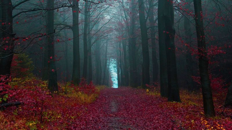 sunlight, forest, fall, leaves, nature, branch sunlight, forest, fall, leaves, nature, branch