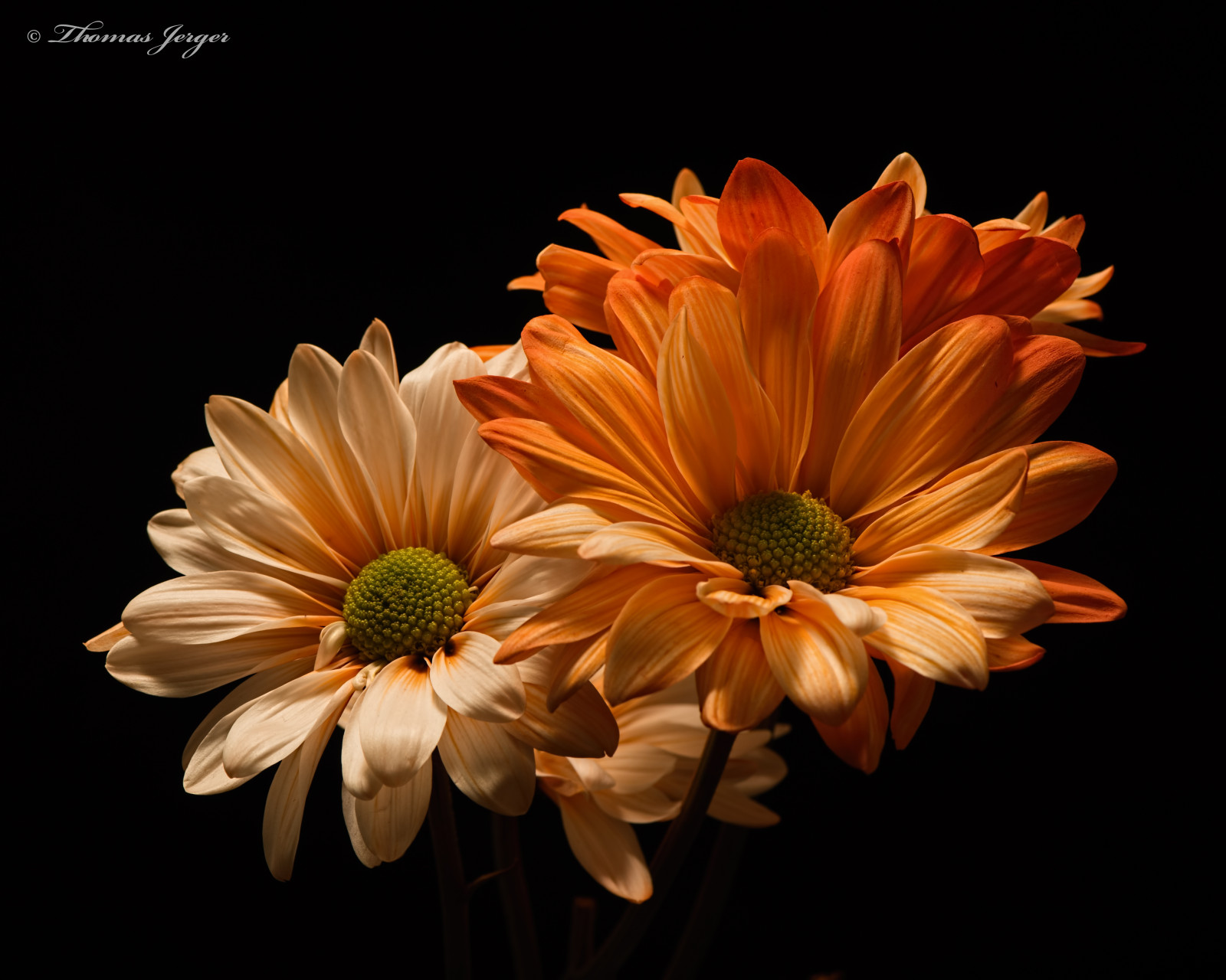 Příroda, Černá, blackbackground, květ, kvetoucí, květy, detailní, shluk, sedmikrásky, Sedmikráska, flóra, květinový, květ, květiny, zelená, makro, oranžový, Lístky, rostlina, portrét, stonky, Whtie, zima, Wisconsin, žlutý, přírodní