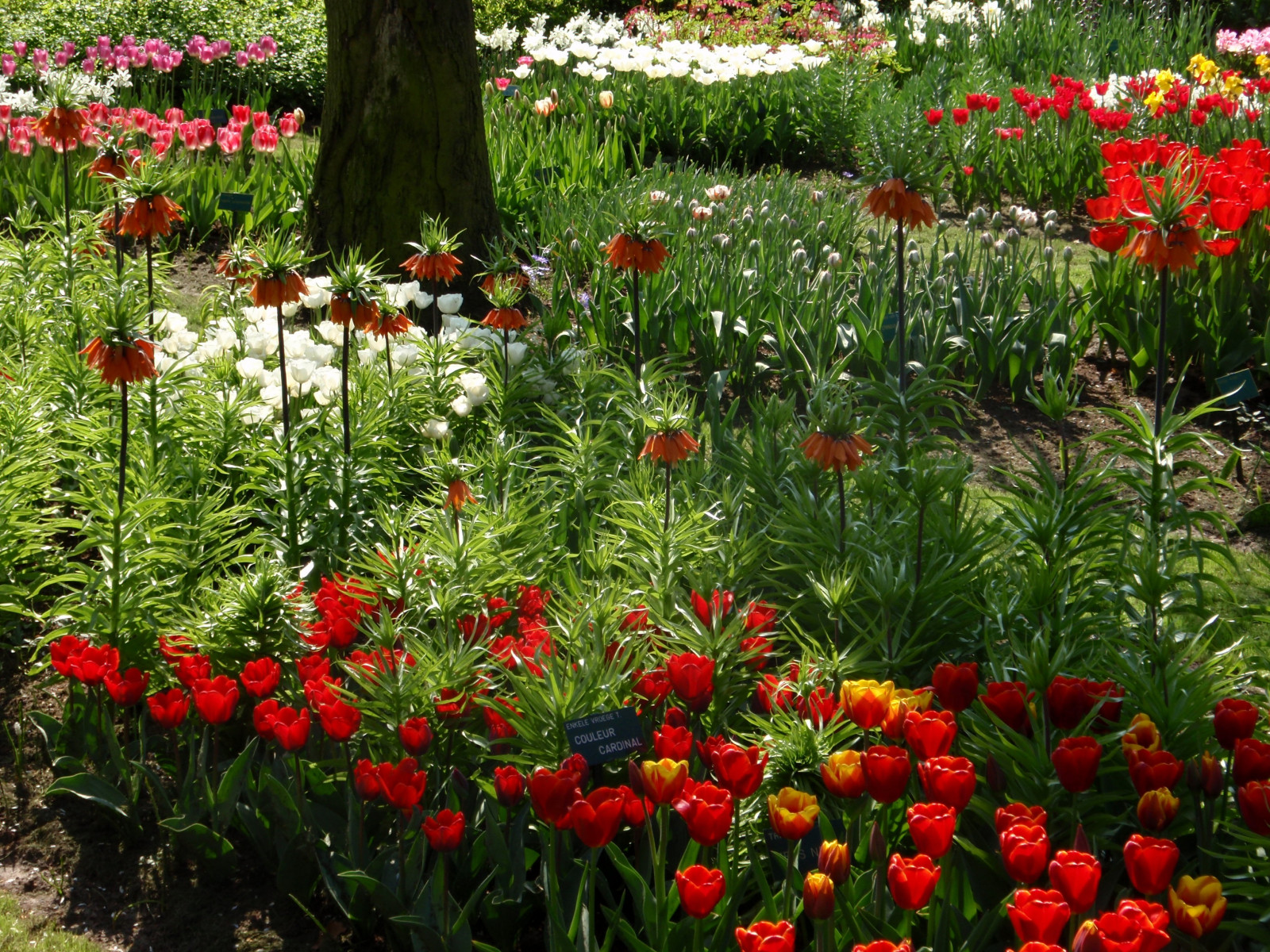 Bakgrundsbilder Tr d Blommor Tr dg rd Tulpaner Daylily Sk nhet Bakgrundsbilder Tr d Blommor Tr dg rd Tulpaner Daylily Sk nhet